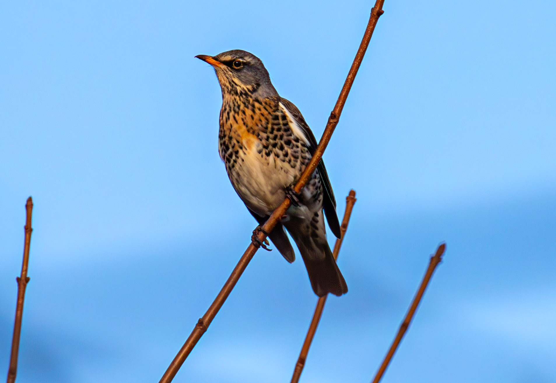Fieldfare at Gullane, East Lothian - 05 February 2025