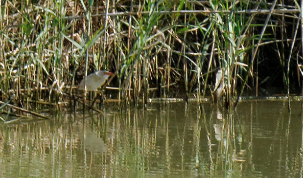 Parc Natural de s'Albufera de MallorcaPlease see my other Photographs at: www.jamespdeans.co.uk