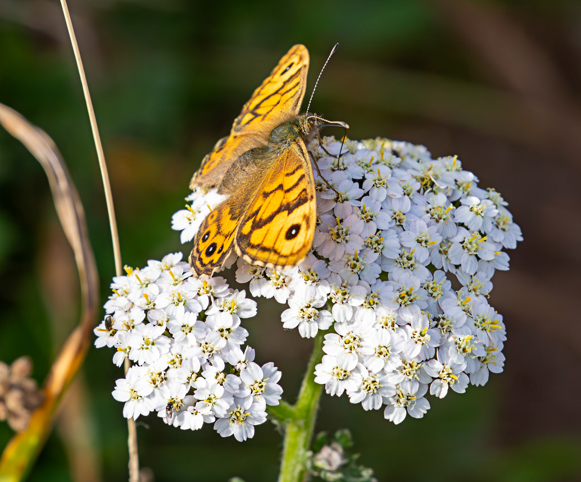 Female Wall Butterfly - Barns Ness 30 Sep 2025