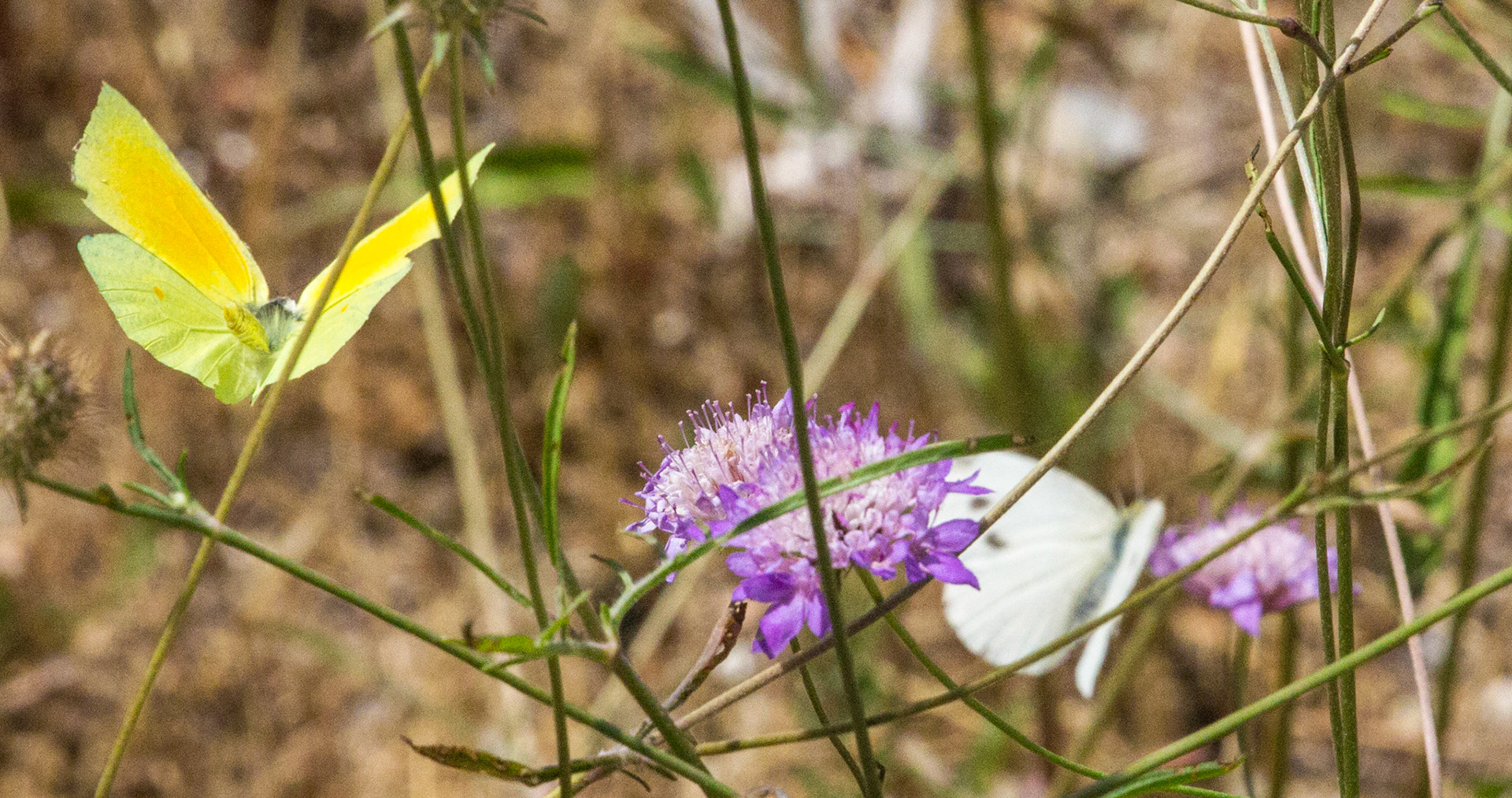 Parc Natural de s'Albufera de MallorcaPlease see my other Photographs at: www.jamespdeans.co.uk