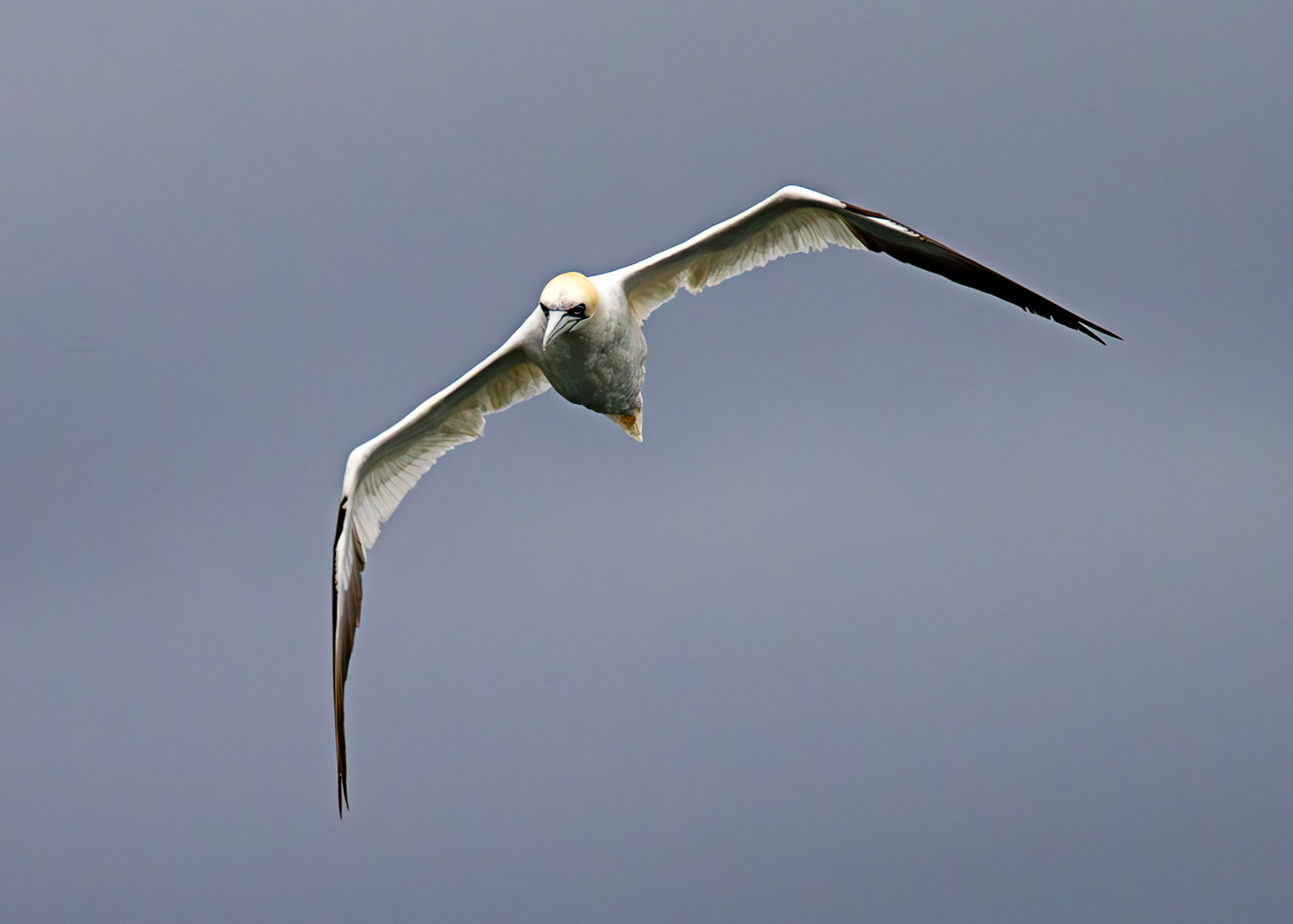 Gannets at North Berwick 14 Sept 2024