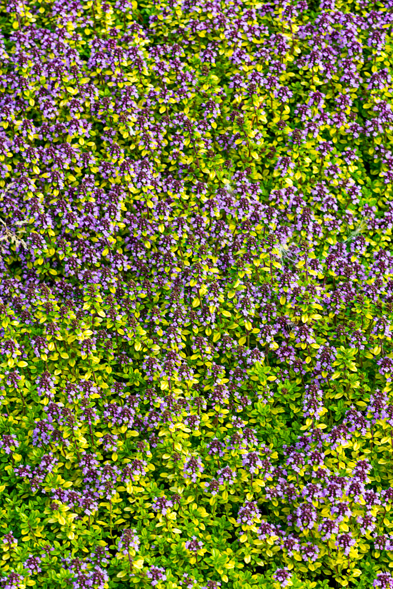 I spent an amazing few hours at Scottish Lavender Oils. They are so dedicated to nature and not to profit!