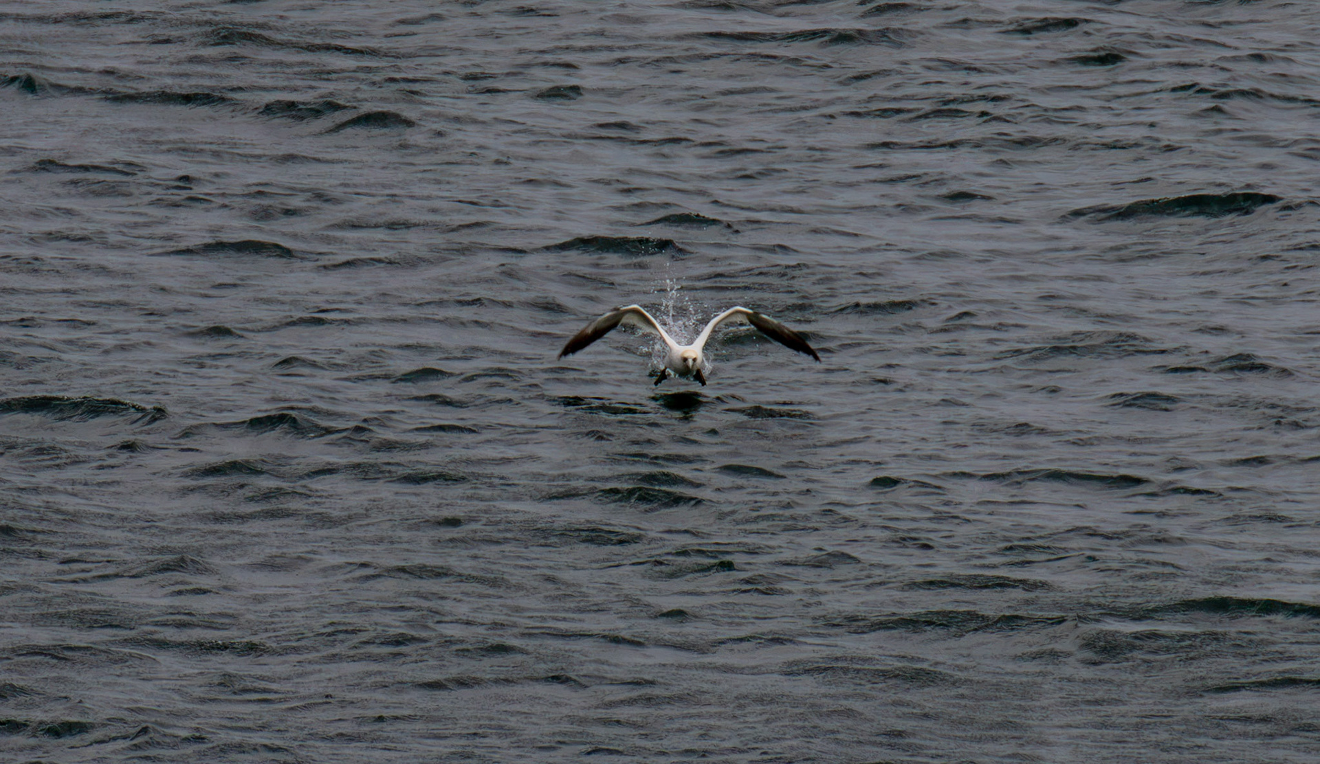 Northern Gannet getting airborne after dive - Tantallon Castle 04 July 2026