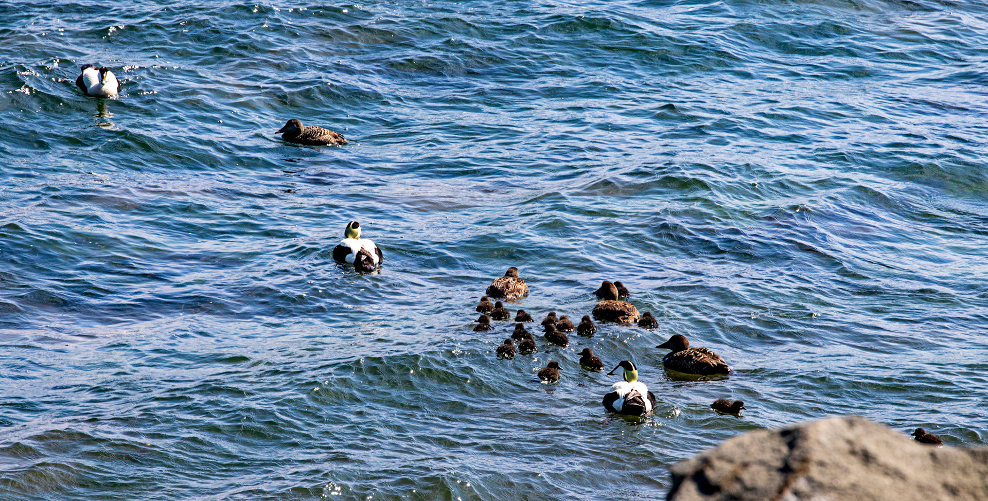 Eider at East Wemyss 25 May 2024