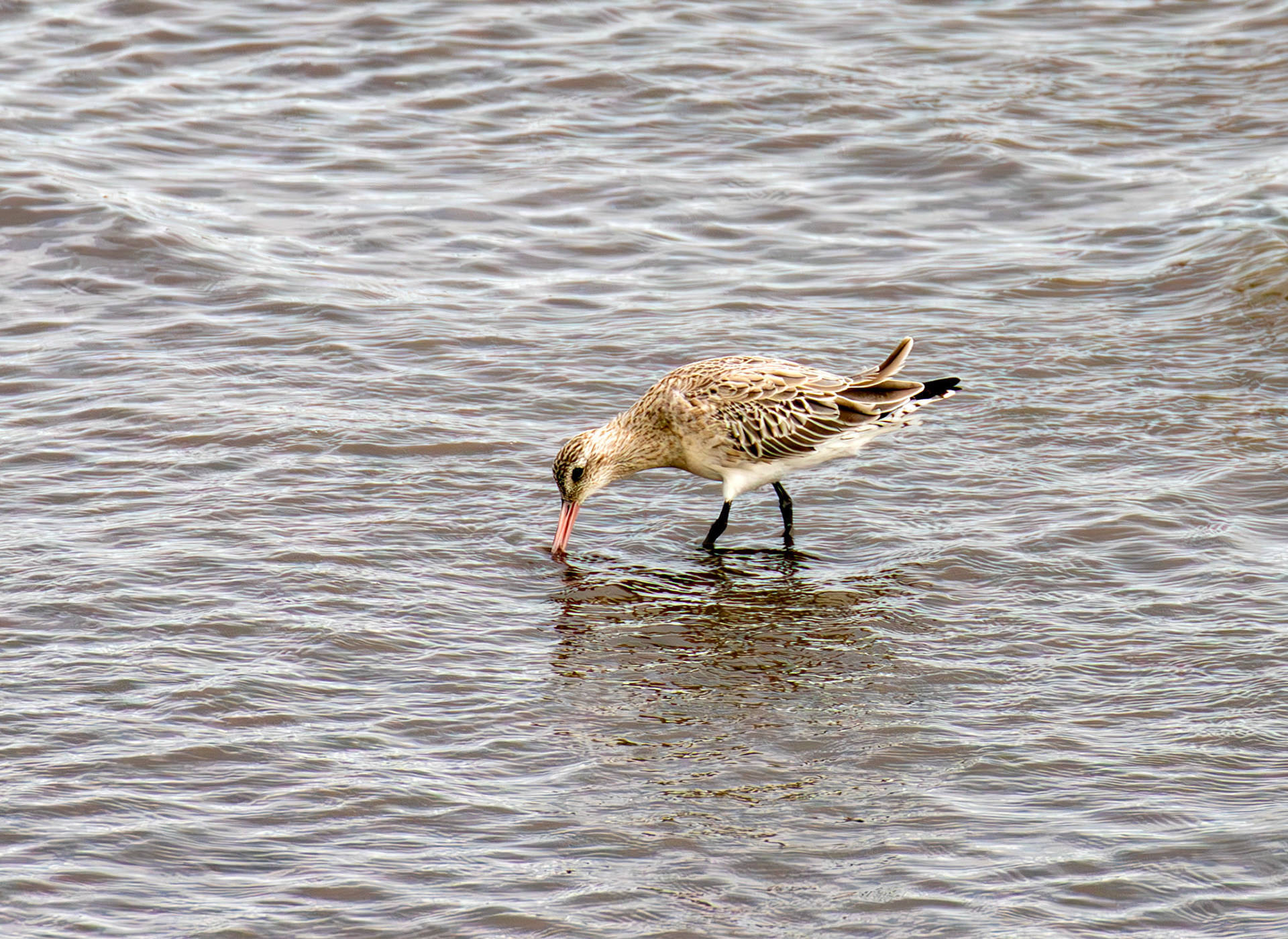 Bar-Tailed Godwit - Fisherrow, Musselburgh 14 Sept 2024
