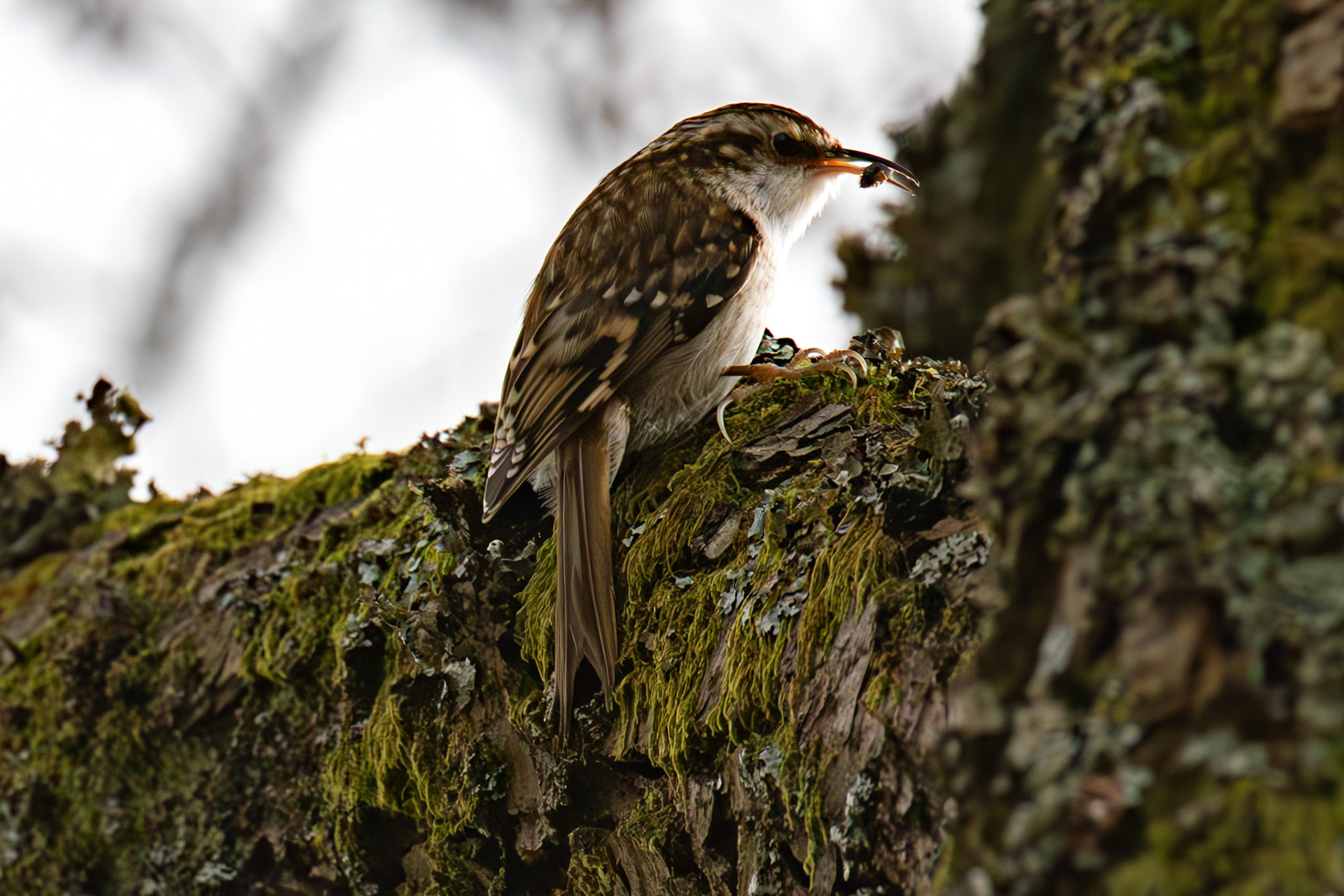 Treecreeper, Loch Venachar 28 February 2026