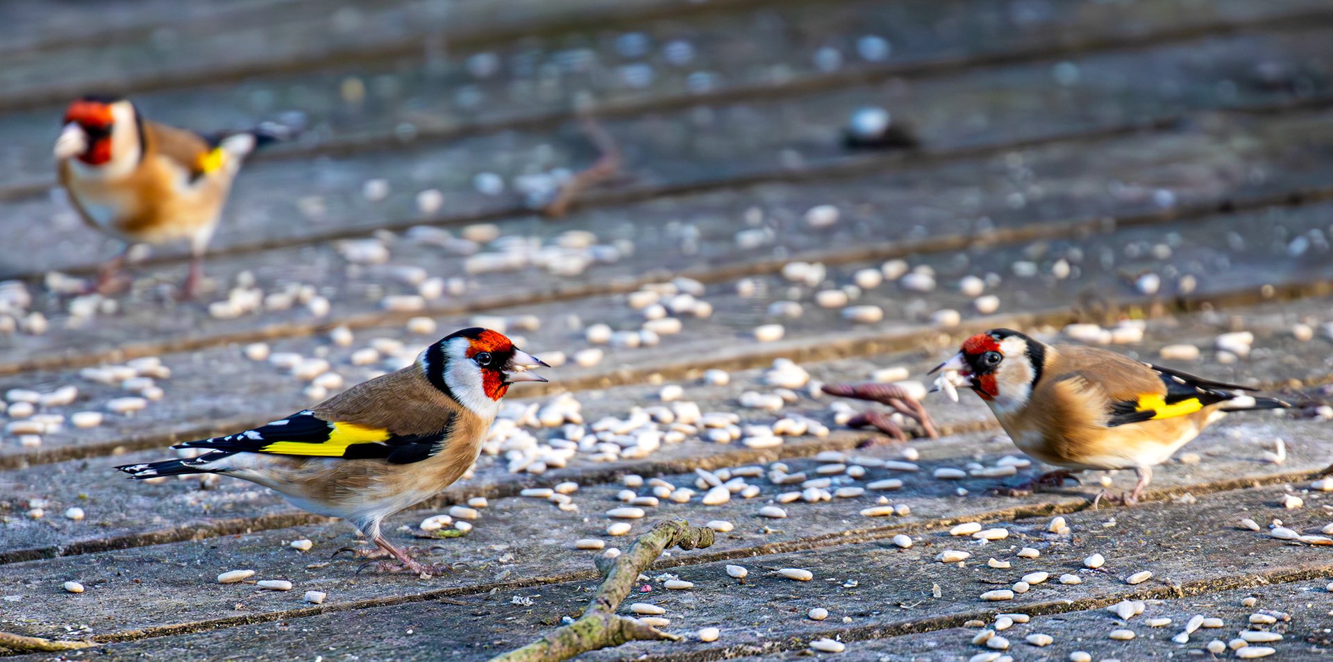 Goldfinch at Bavelaw 30 January 2025