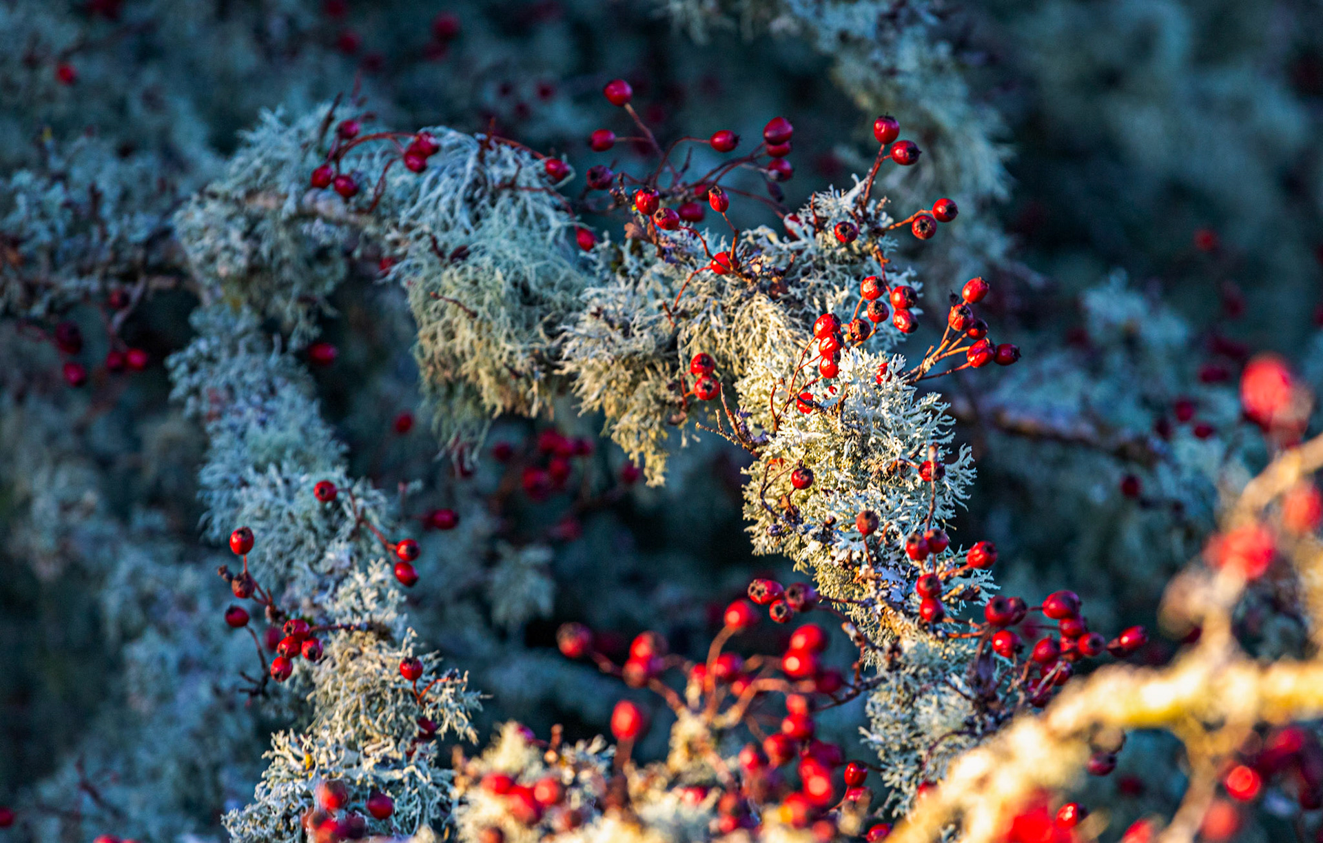 Winter Walk in Uphall 01 December 2023