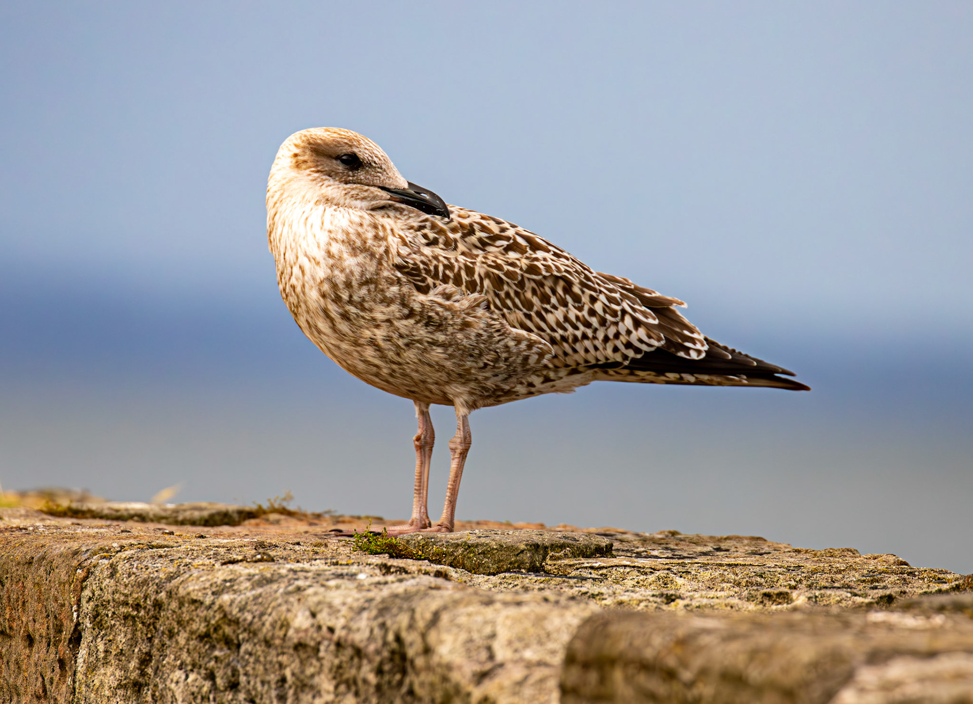 Juvenile Herriing Gull - Fisherrow, Musselburgh 14 Sept 2024