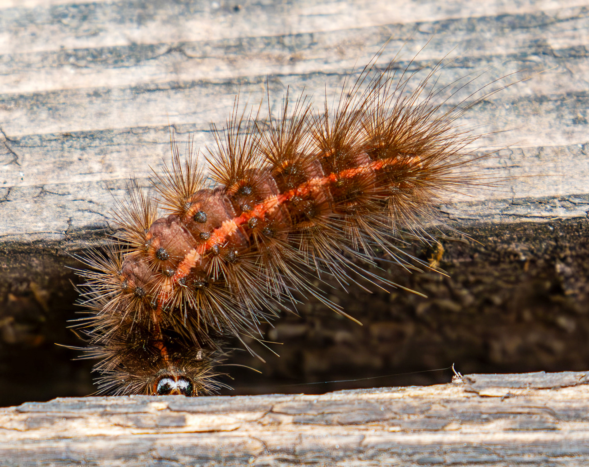 Clouded Buff (Diacrisia sannio) Old Alresford 25 July 2025