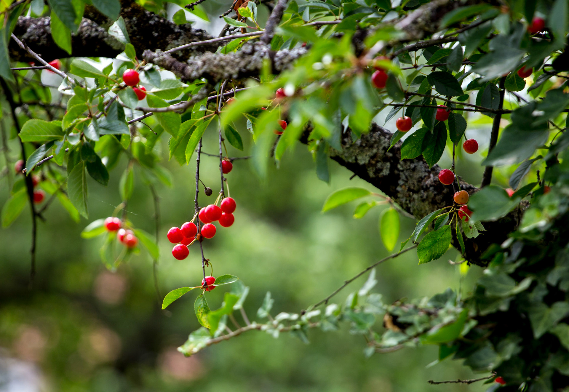 CernayPlease see my other Photographs at: http://www.jamespdeans.co.uk/