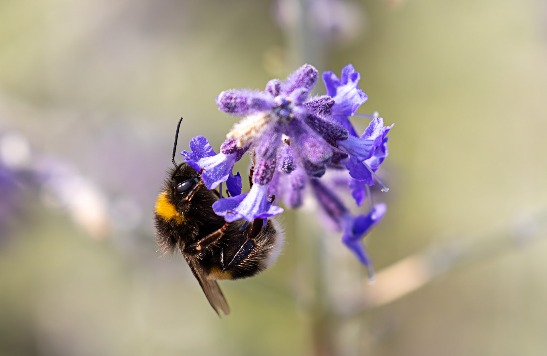 Buff-tailed Bumblebee (Bombus terrestris) Slough 05 August 2025