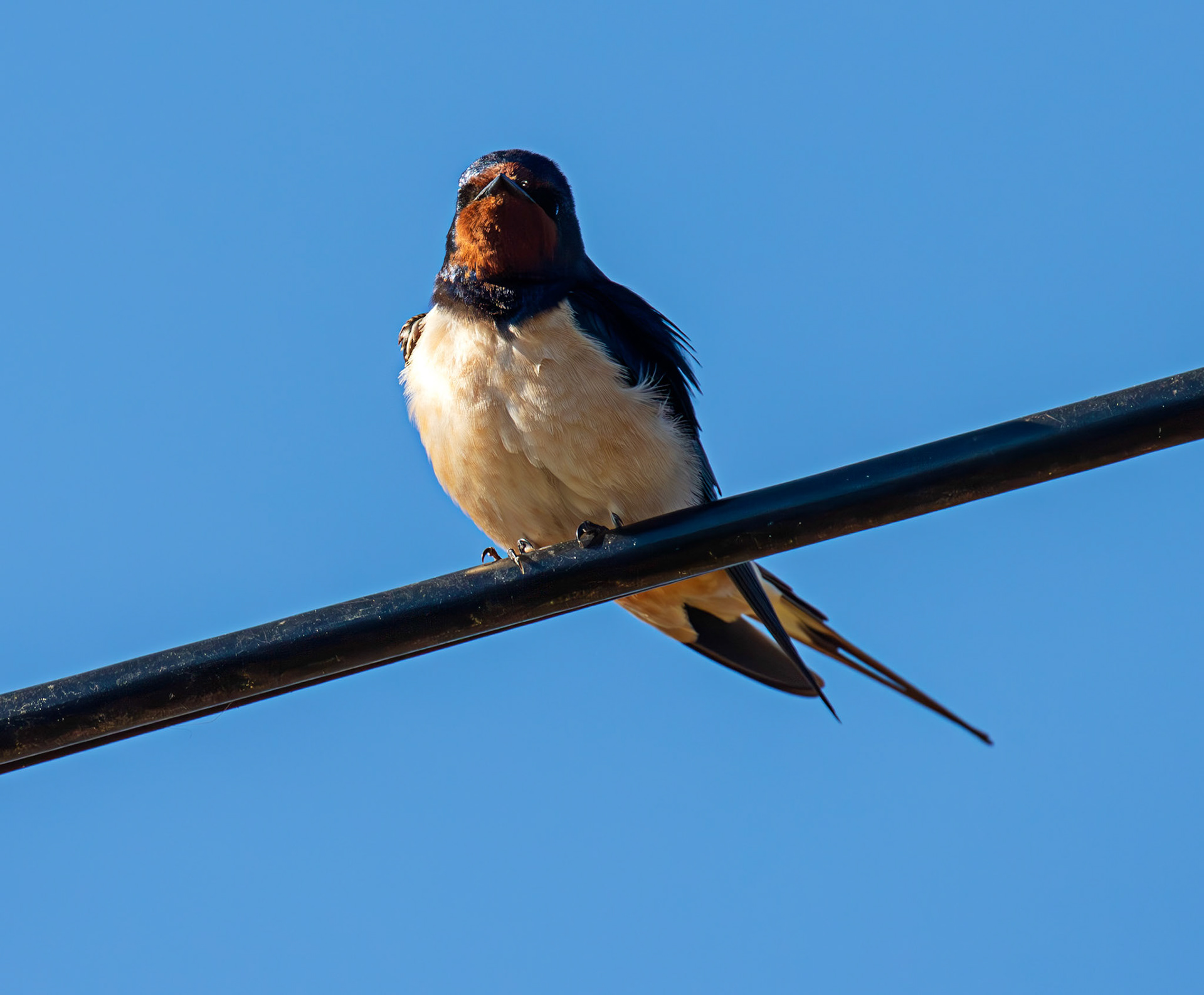 Swallow near Dornoch 30 April 2026