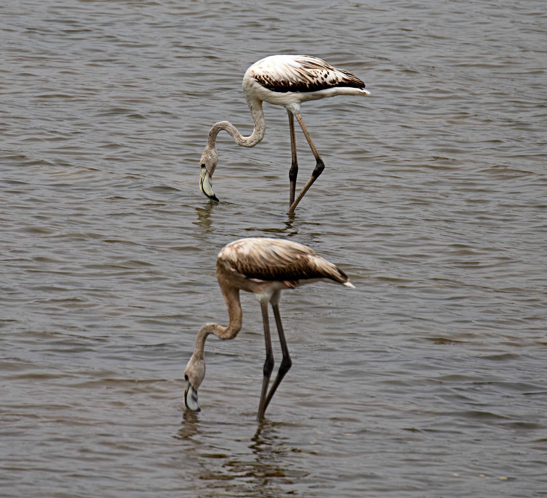 Greater Flamingo - Reserva Natural do Estuario do Douro 20 August 2026