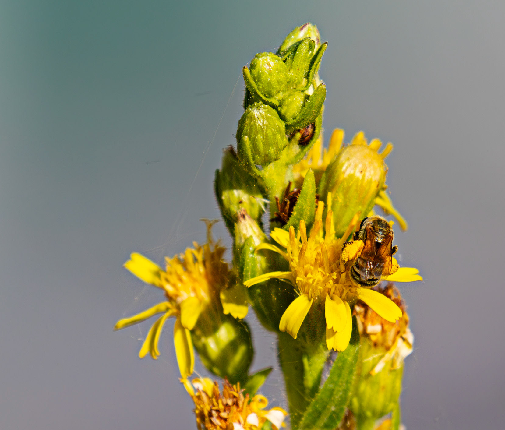 Italian Honeybee (Apis mellifera ligustica) La Spezia 05 Sept 2025