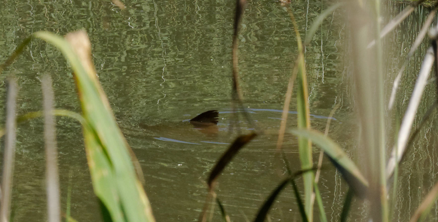 Parc Natural de s'Albufera de MallorcaPlease see my other Photographs at: www.jamespdeans.co.uk
