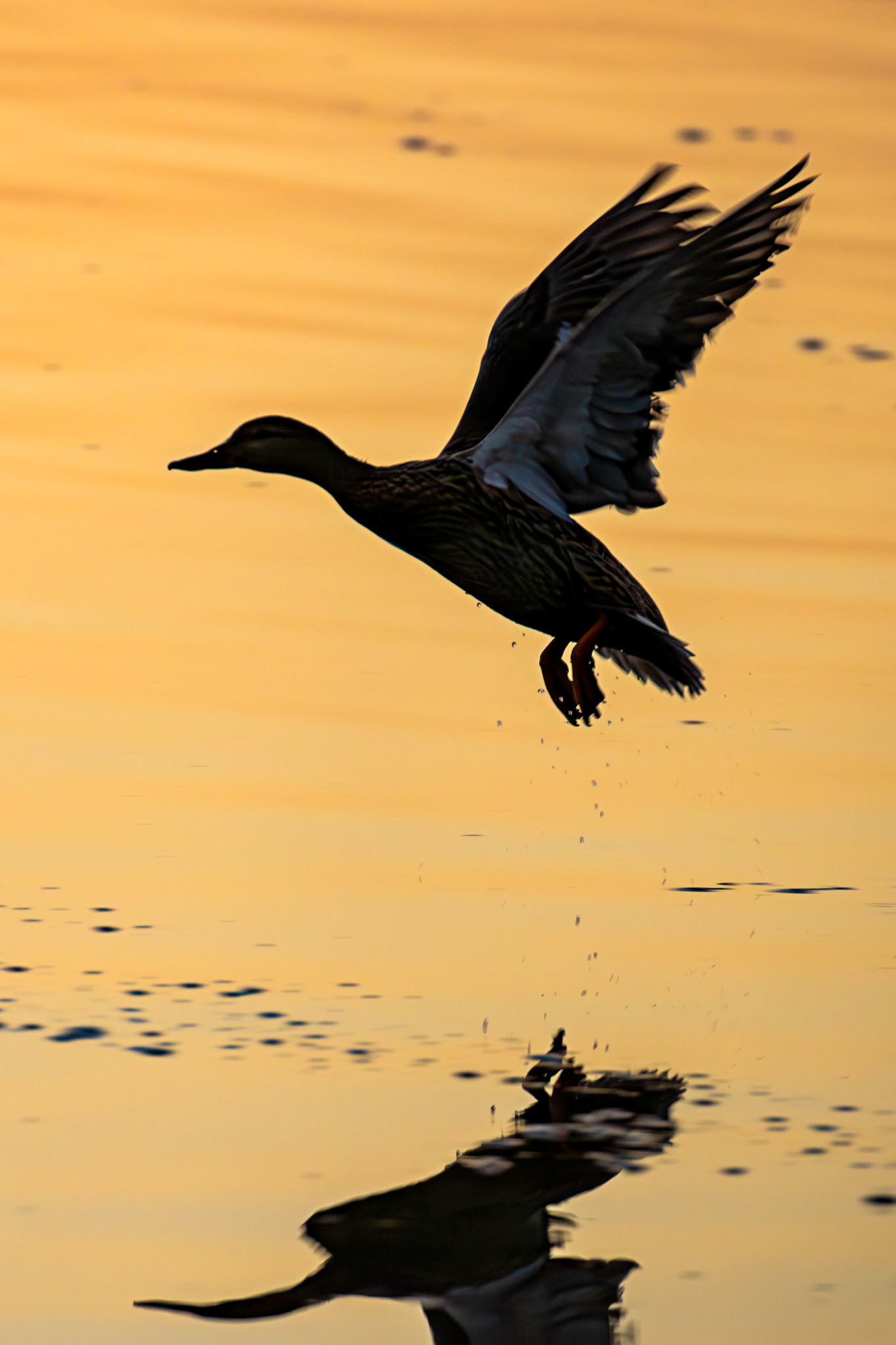 Mallard at Sunrise at Hogganfield Loch 19 March 2025