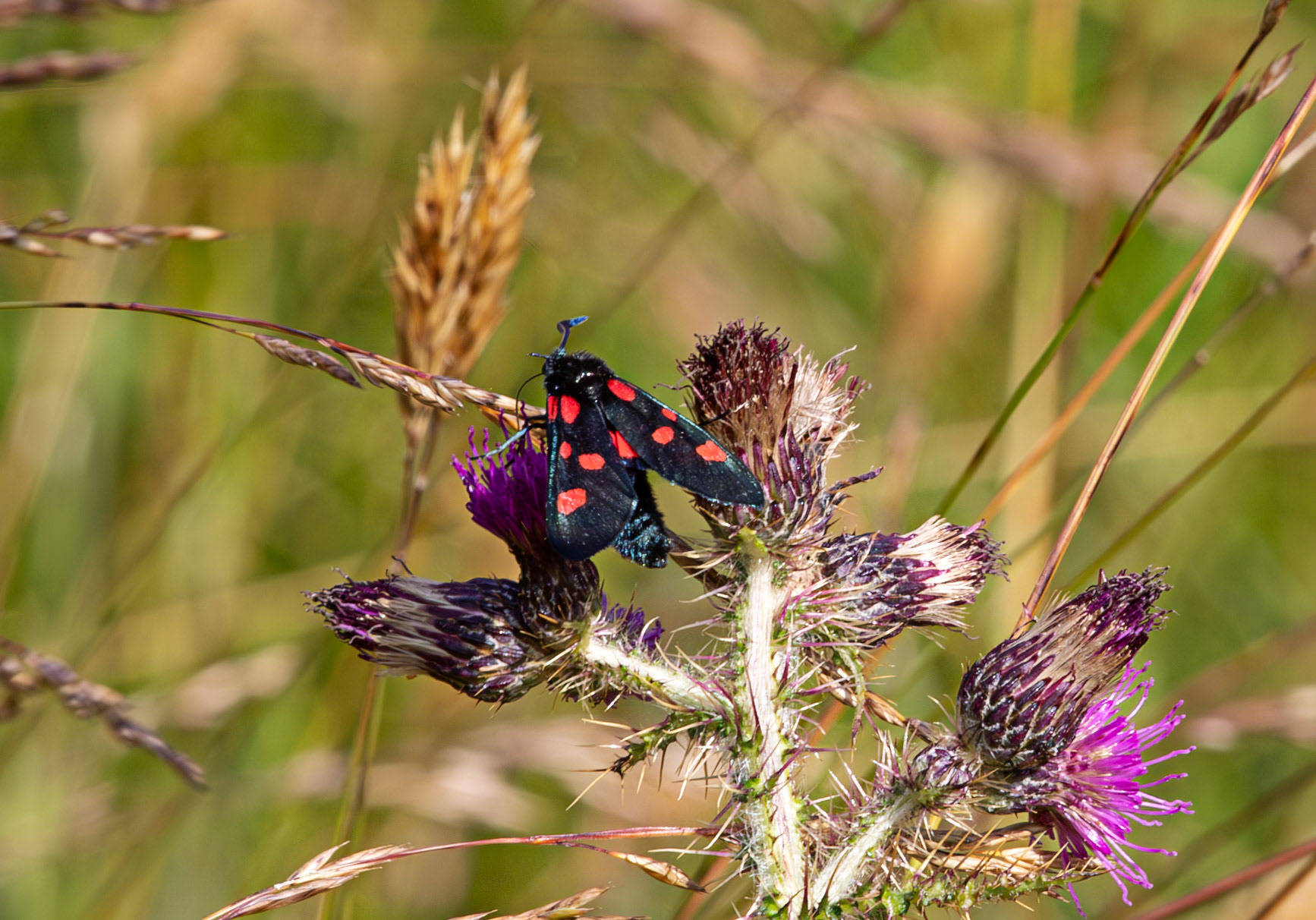 Herperrig Insects 23 July 2024