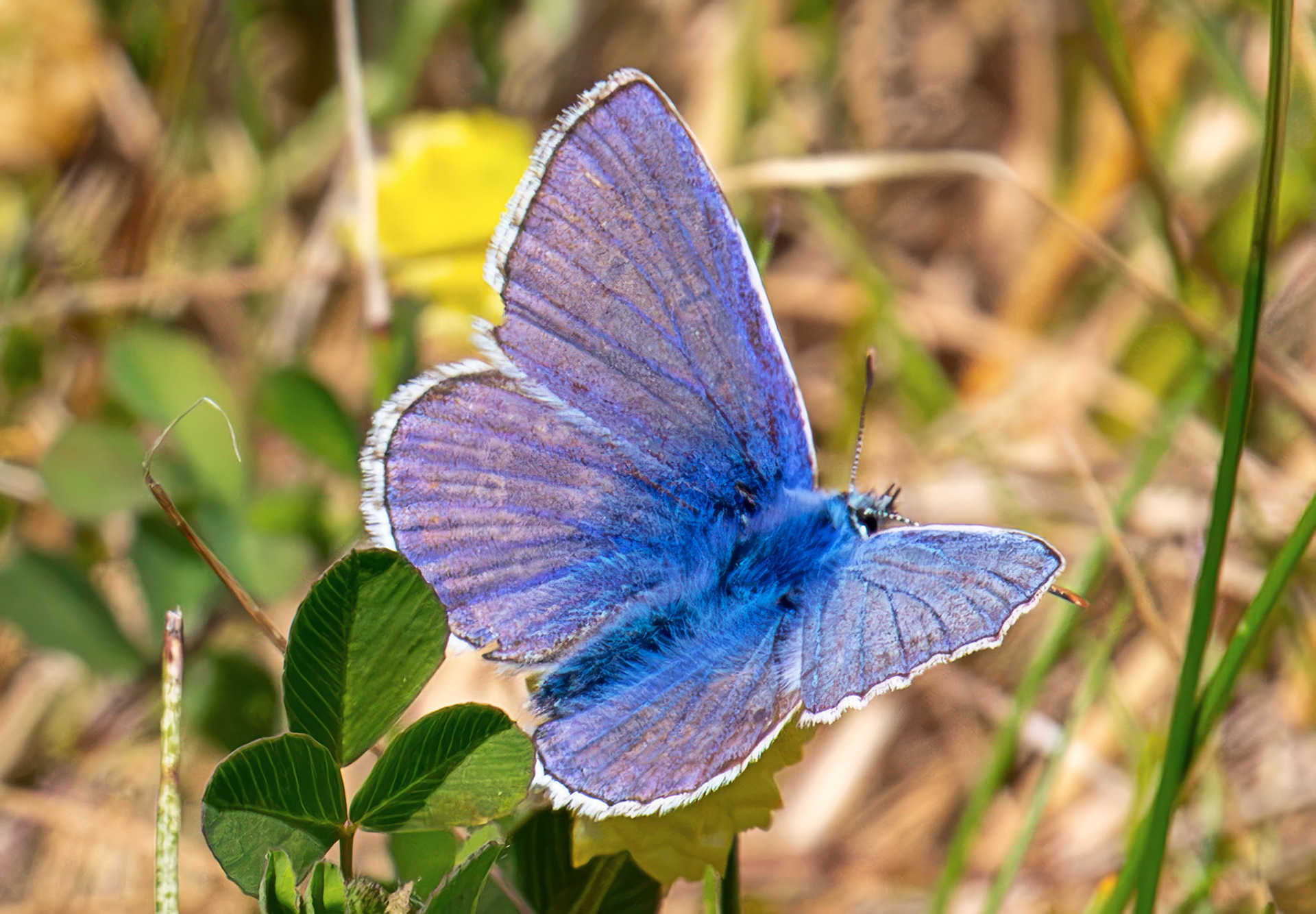 Common Blue (Polyommatus icarus) - Pates Hill Wind Farm 14 July 2026