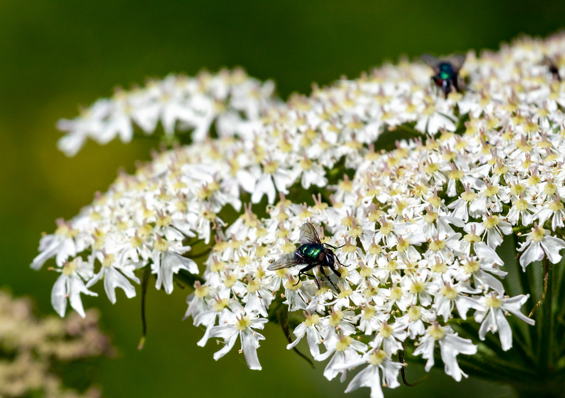 Isle of May - 04 June 2022