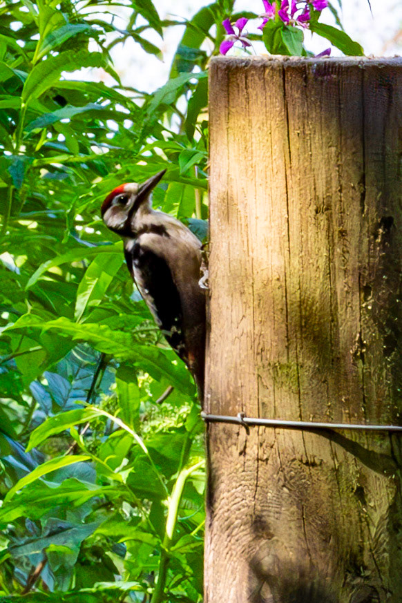 Hermand Birch Wood 31 July 2024
