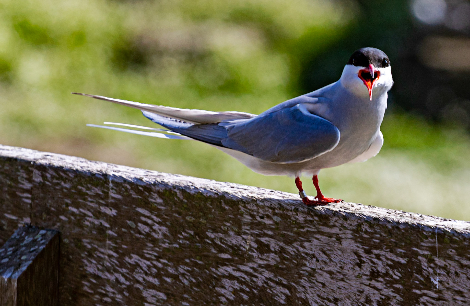 Isle of May - 04 June 2022