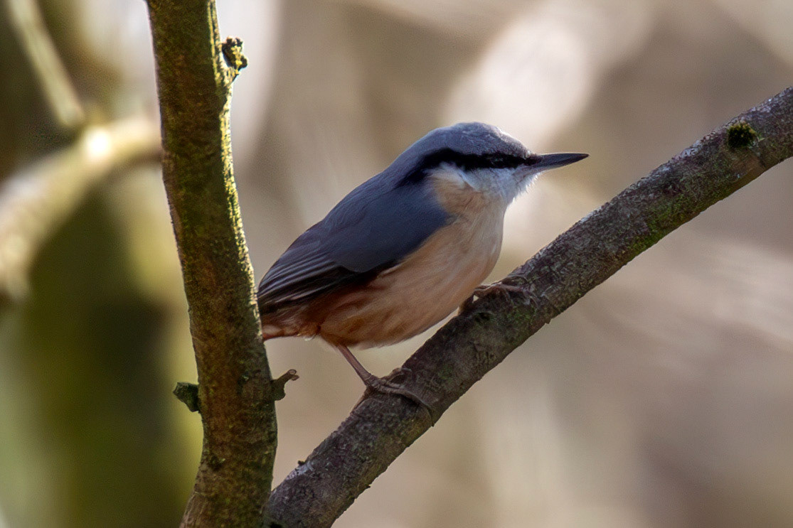 Nuthatch from a Walk at Murieston 15 March 2025