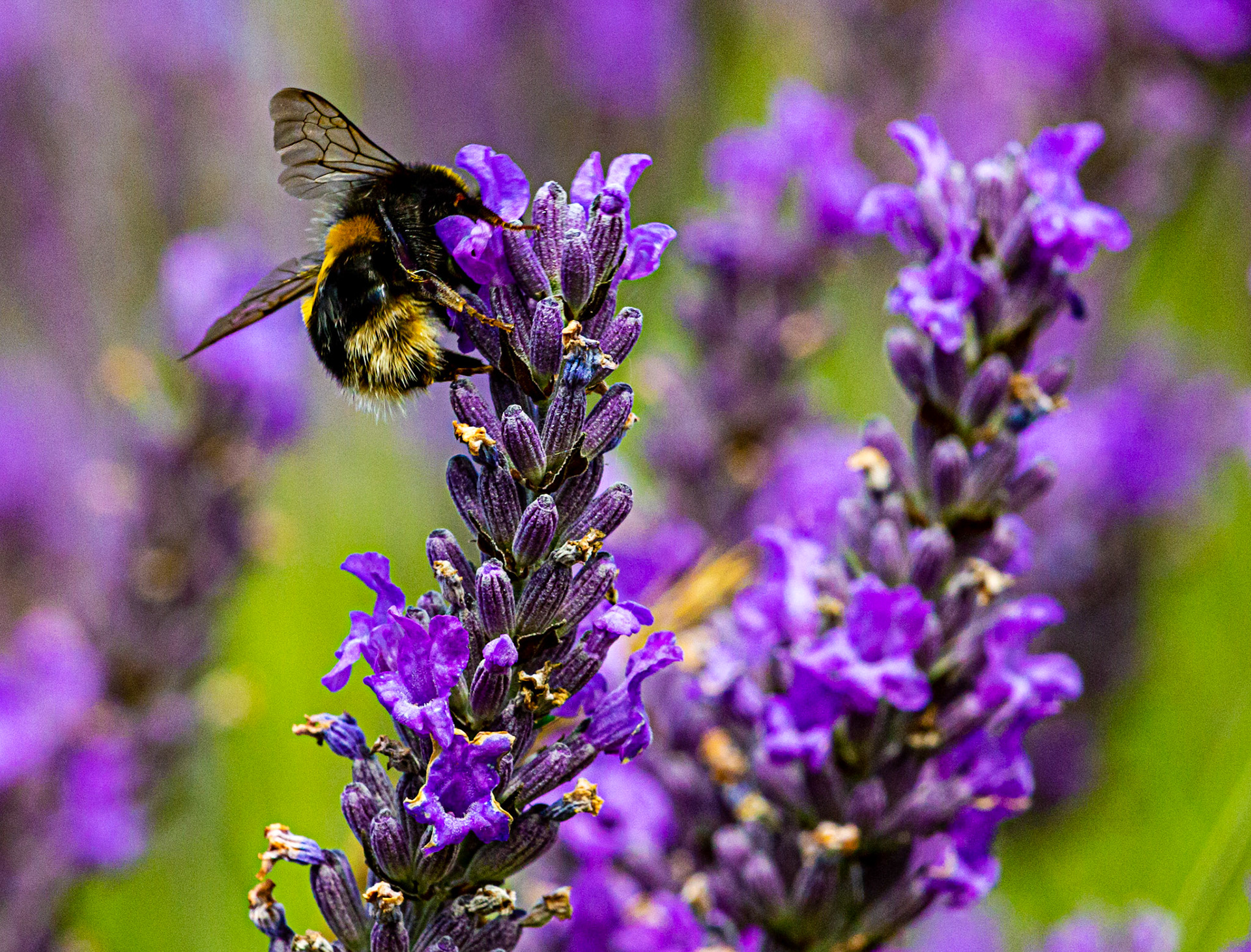 I spent an amazing few hours at Scottish Lavender Oils. They are so dedicated to nature and not to profit!