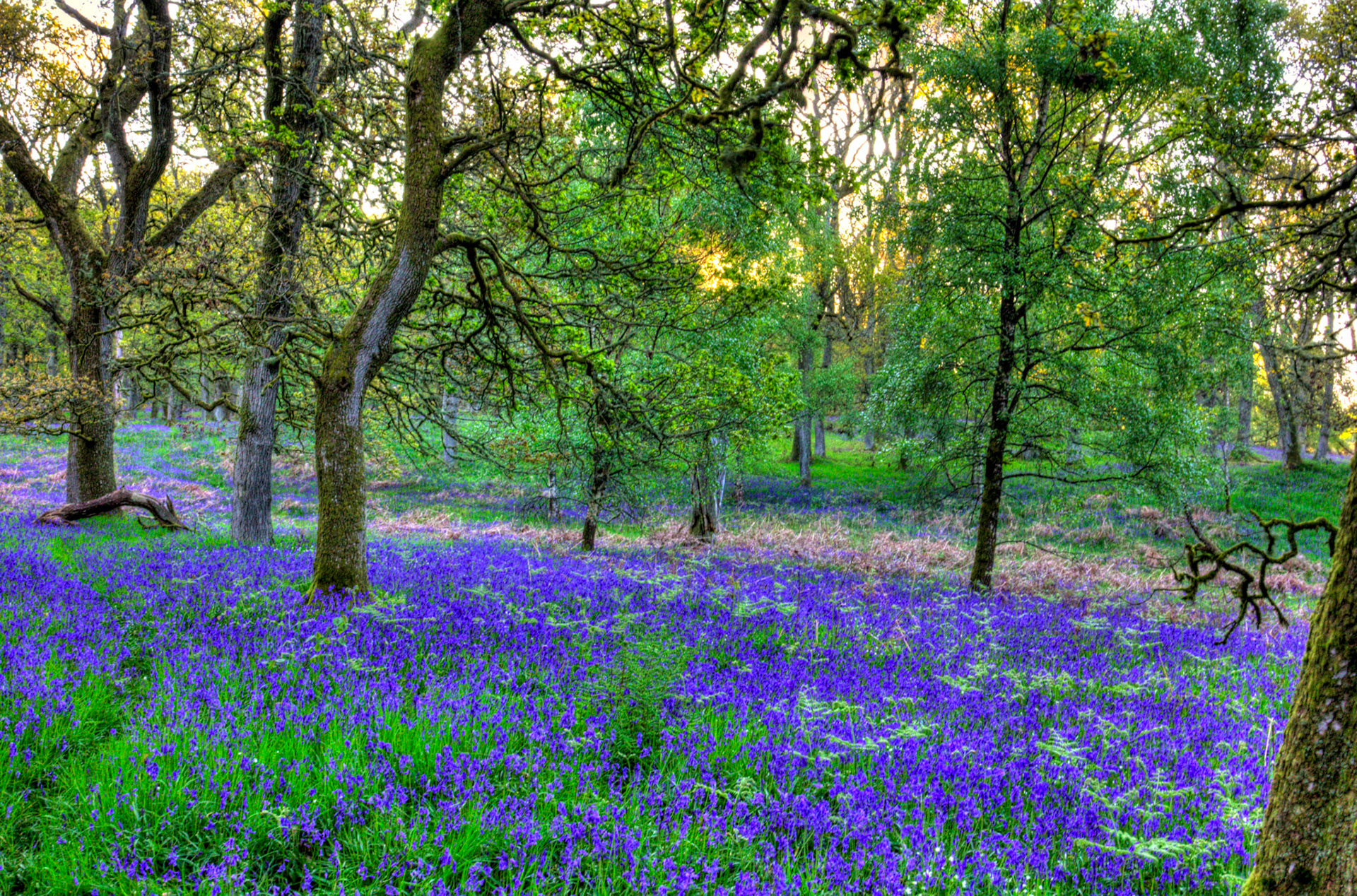 Kinclaven Bluebell Woods 16 May 2026