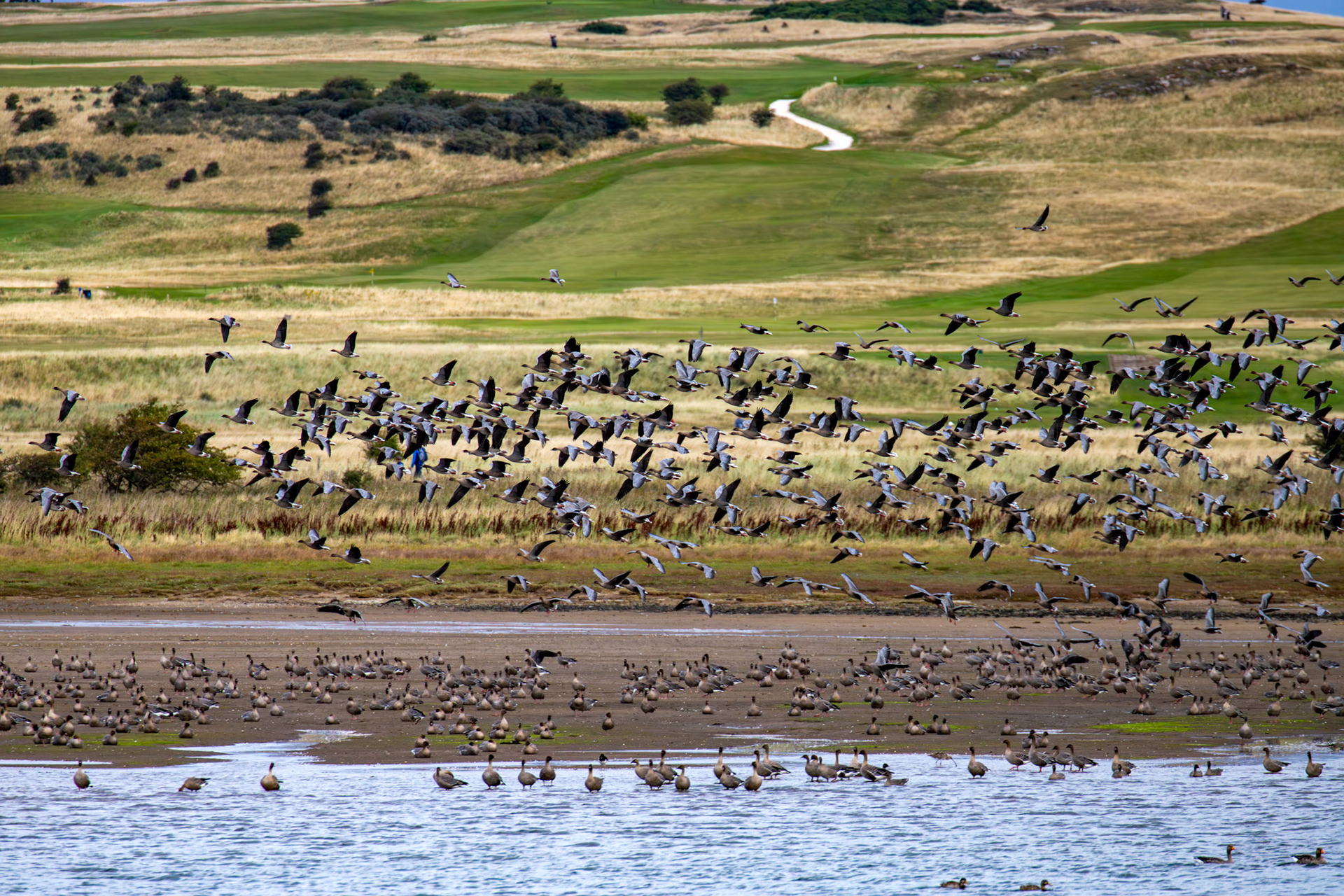 Pink-Footed Geese - Aberlady Bay 14 Sept 2024
