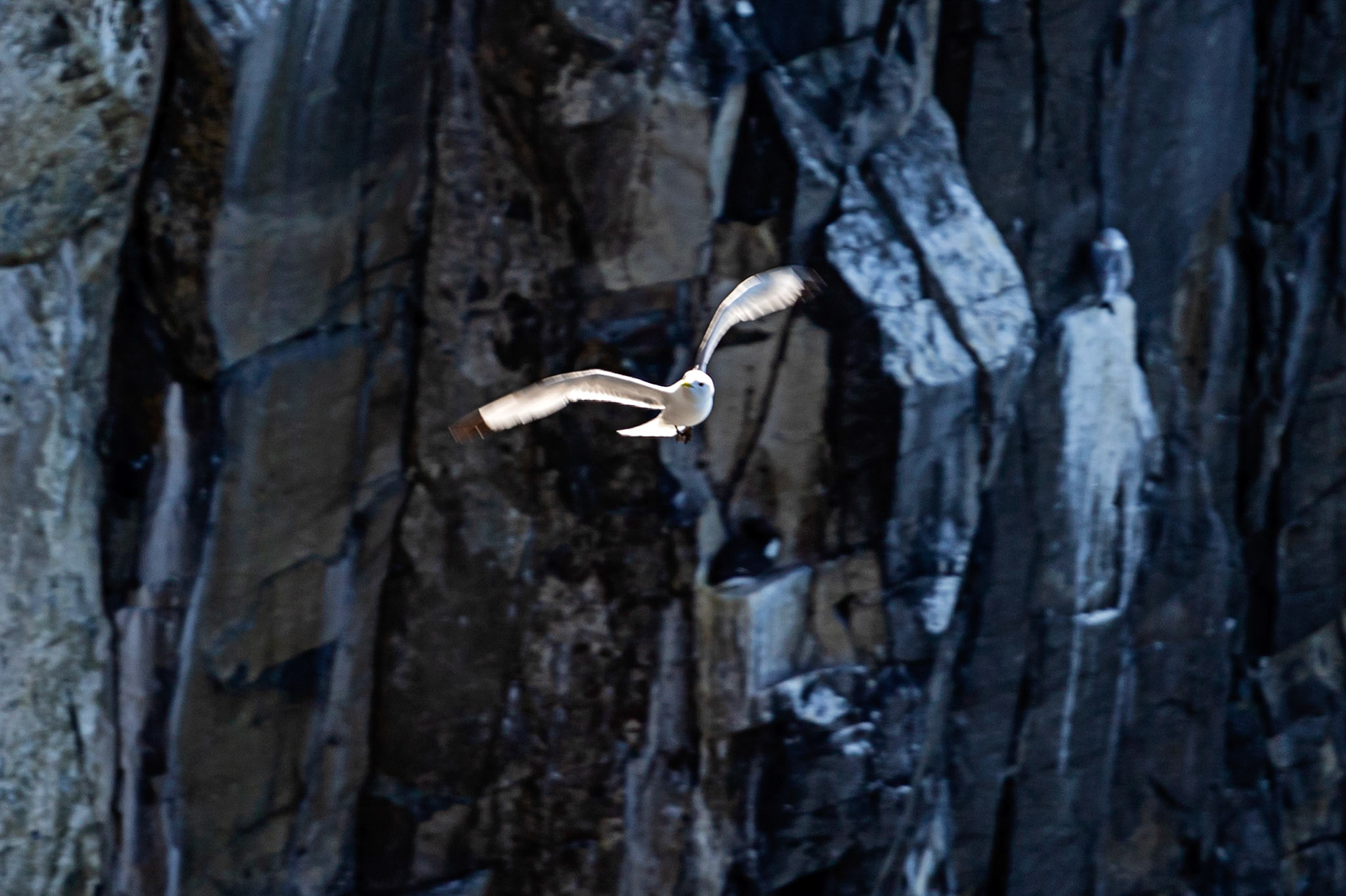 Isle of May - 04 June 2022