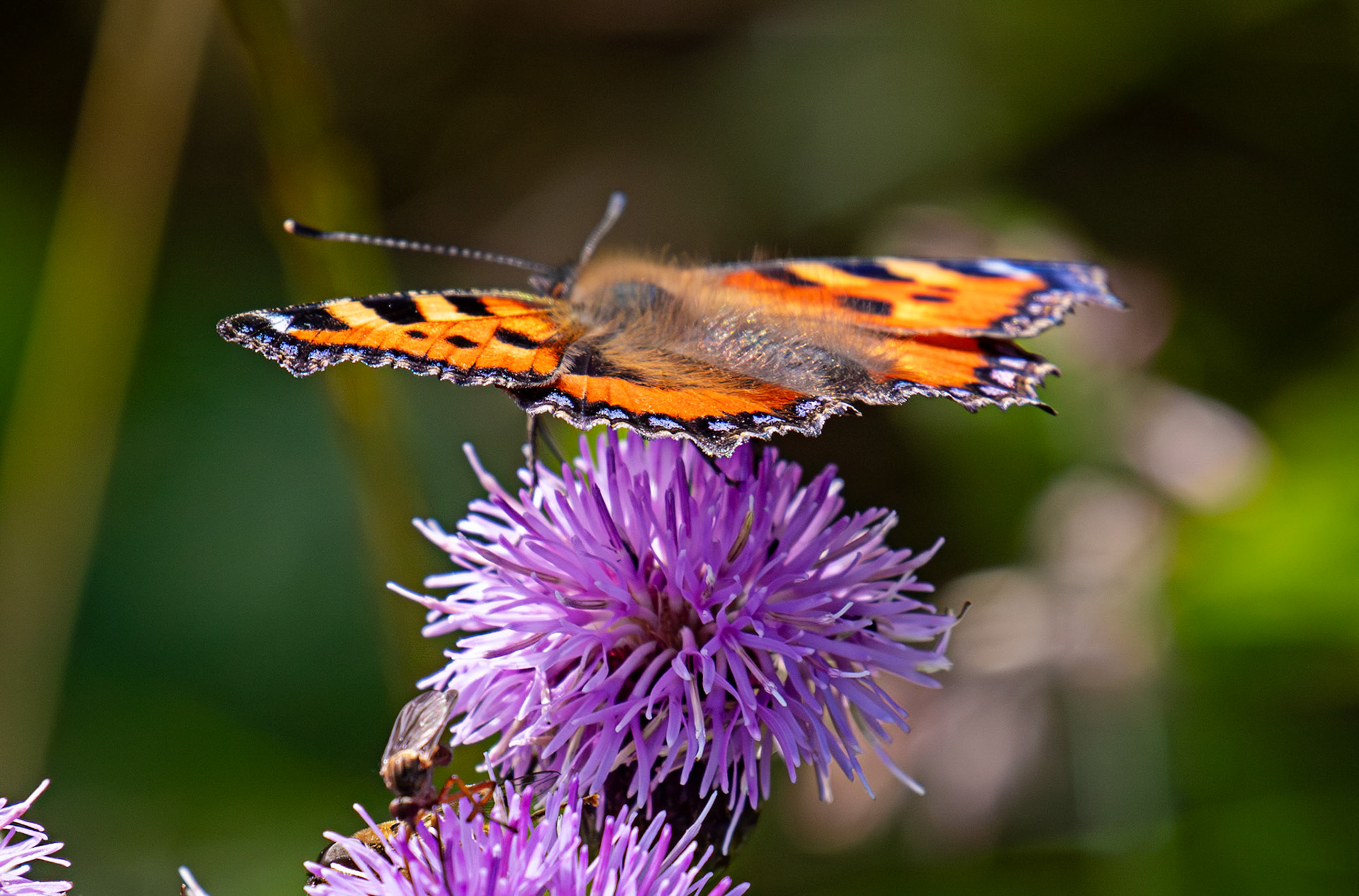 Small Tortoiseshell - Harperrig 08 July 2025