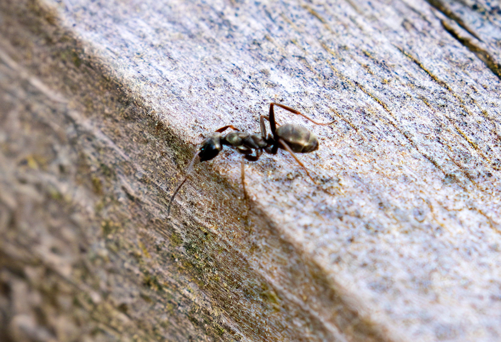 Large Black Ant (Formica fusca) Pates Hill Wind Farm 20 May 2025