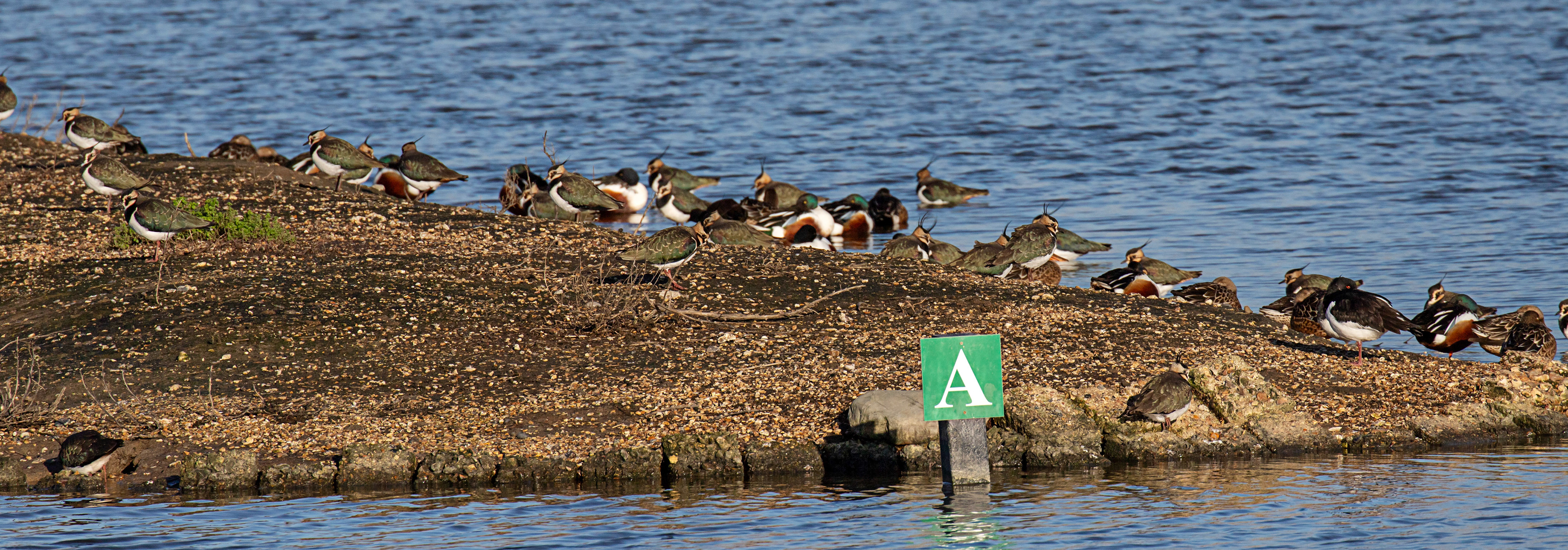 Lapwing &amp; Shoveller at Titchfield Haven 02 January 2025