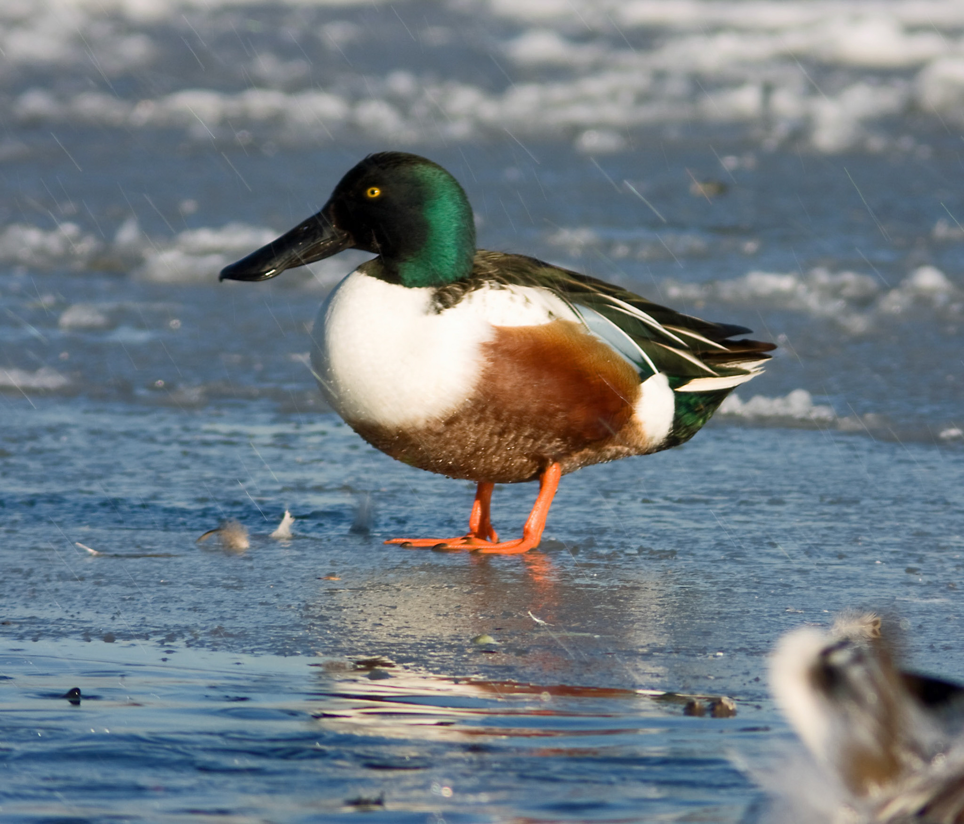 Hogganfield LochPlease see my other Photographs at: http://www.jamespdeans.co.uk/