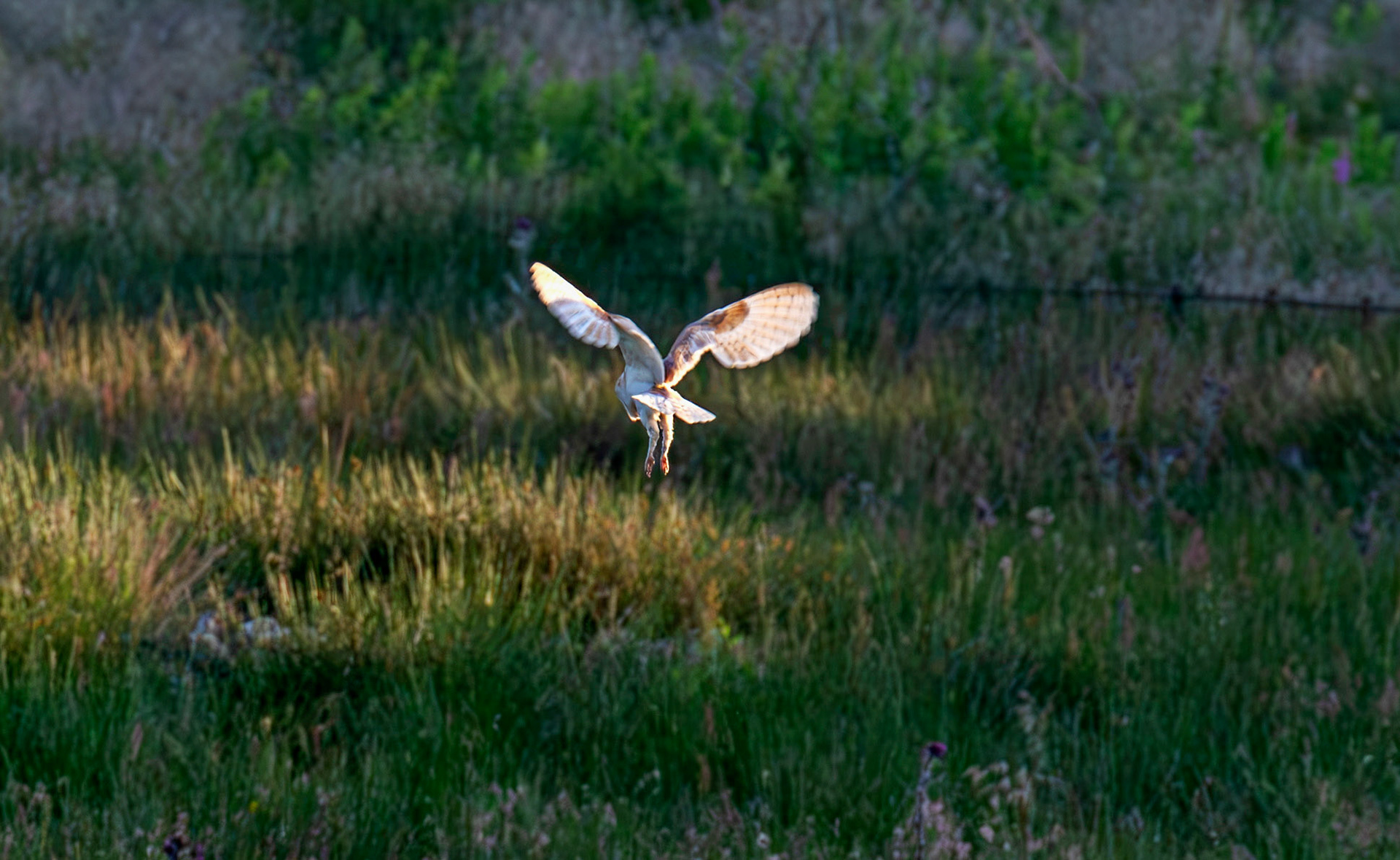 Barn Owl at Harperrig 02 July 2026
