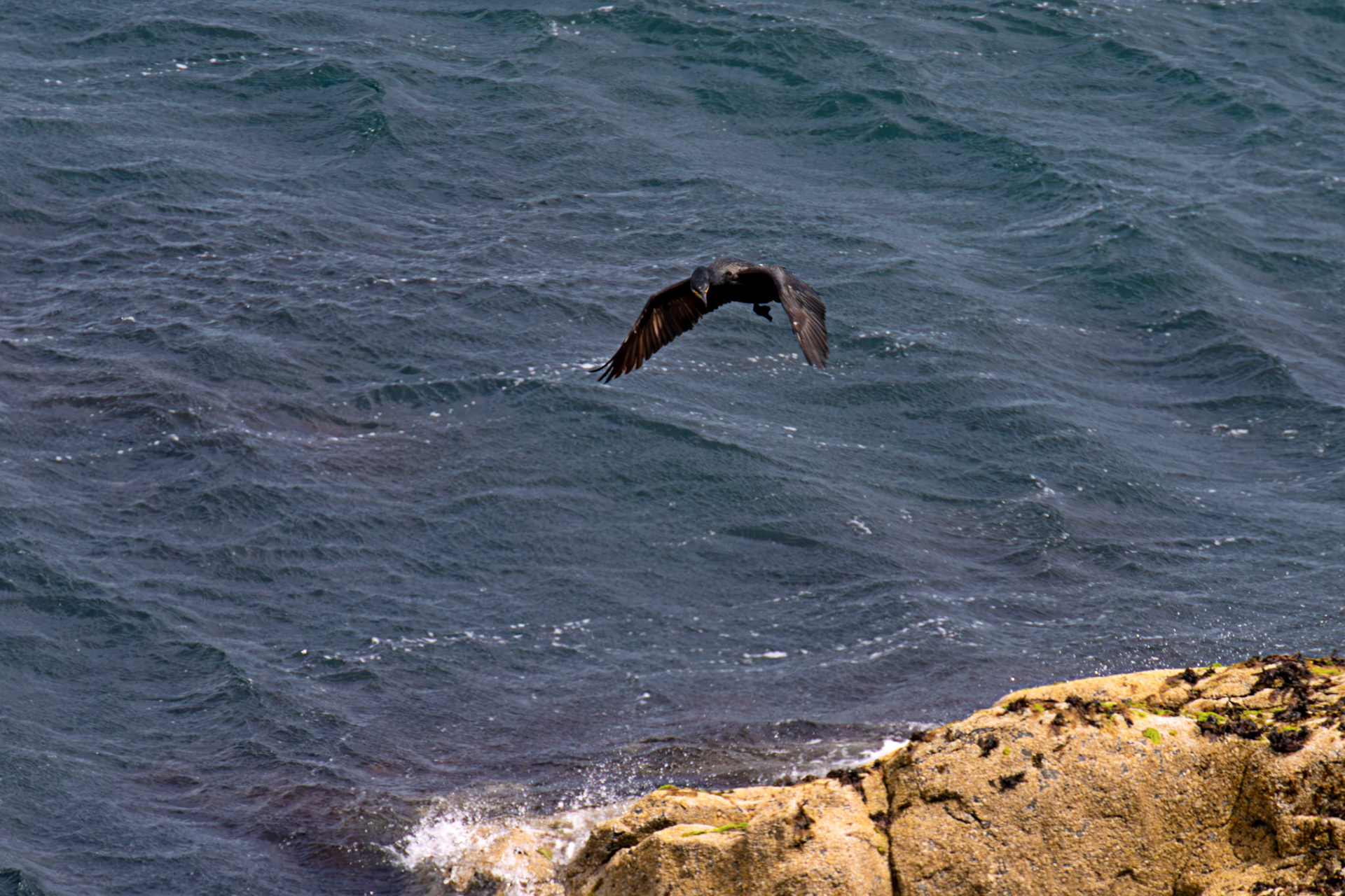 Atlantic Great Cormorant flying and landing at Tantallon Castle 04 July 2026