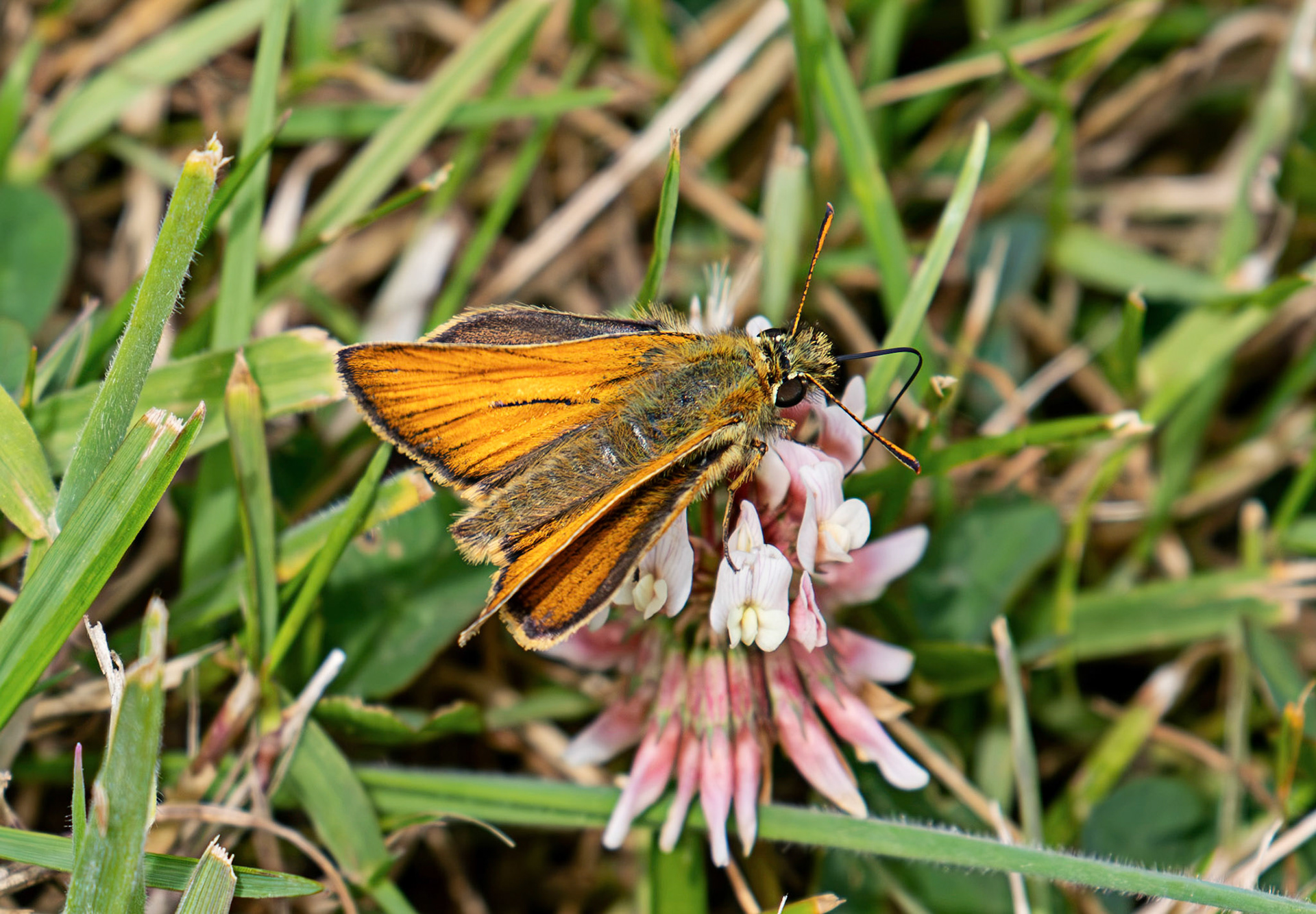 Small Skipper - Butterfly at Tantallon Castle 04 July 2026