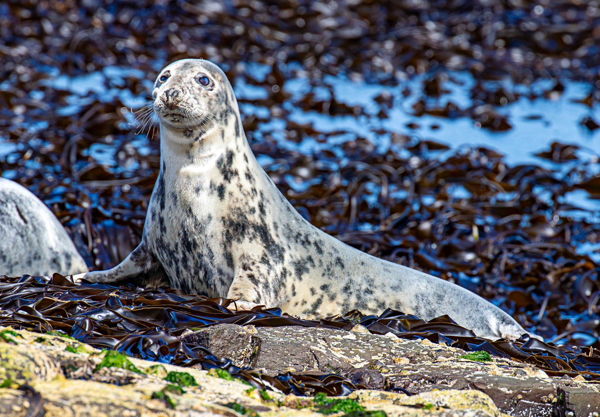 Grey Seals - Farne Islands 03 July 2026