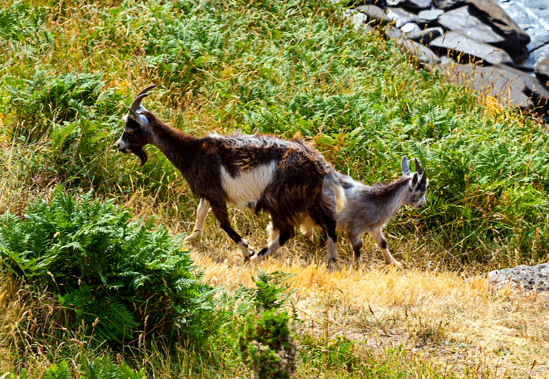 Valley of the Rocks, Lynton 26 June 2023