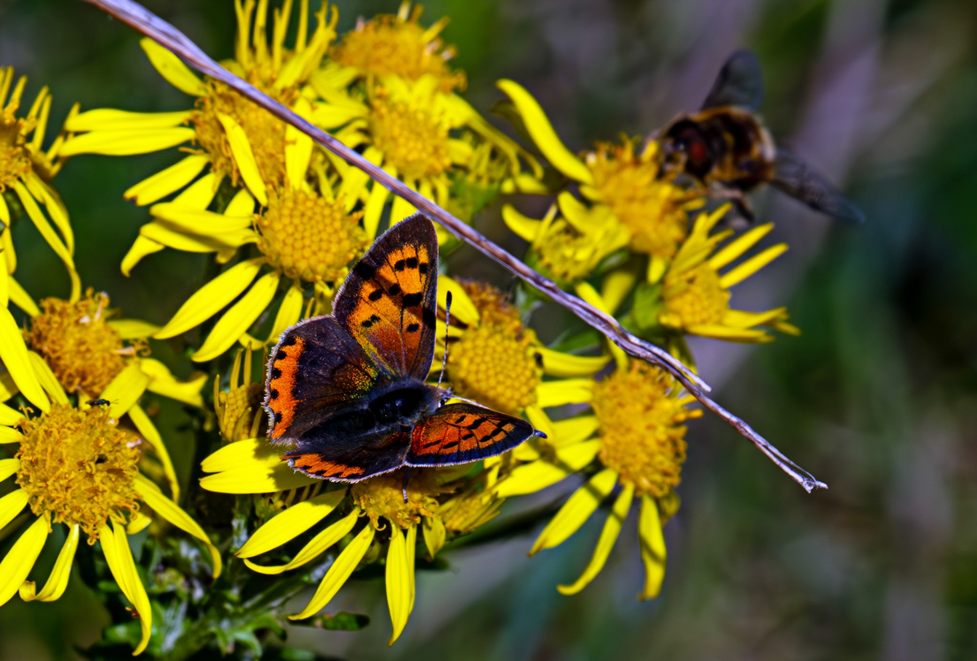 Small Copper Butterfly - RSPB Loch Leven 06 Sept 2024
