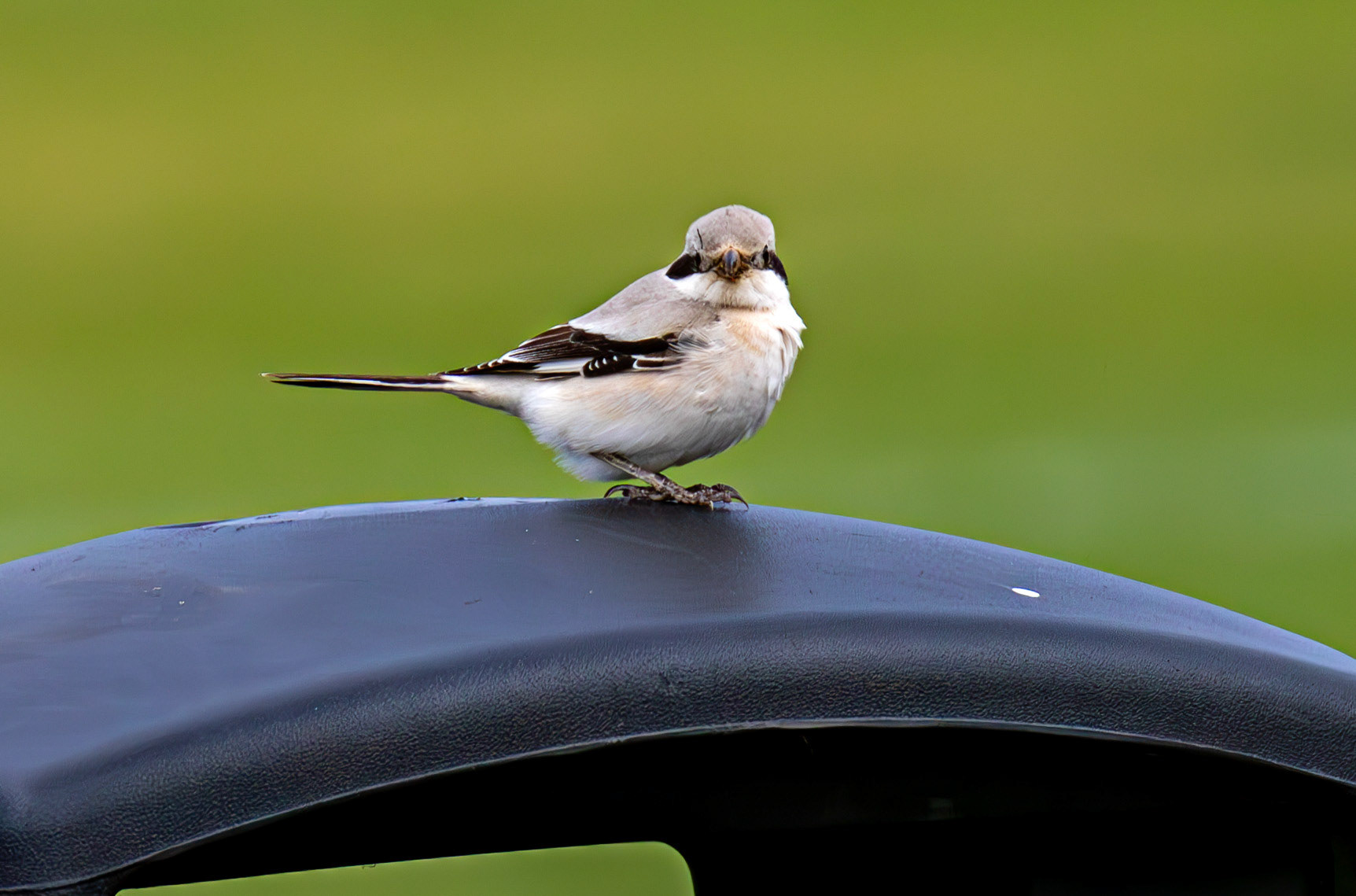 Steppe Grey Shrike in Dunbar 14 Sept 2024