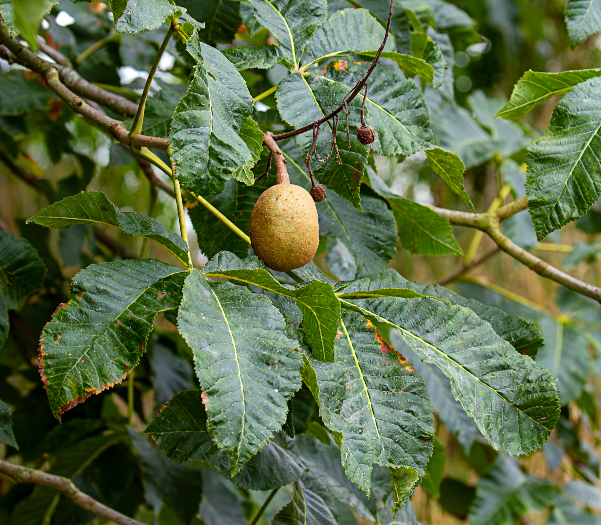 Lullingstone Kent 23 Aug 2025