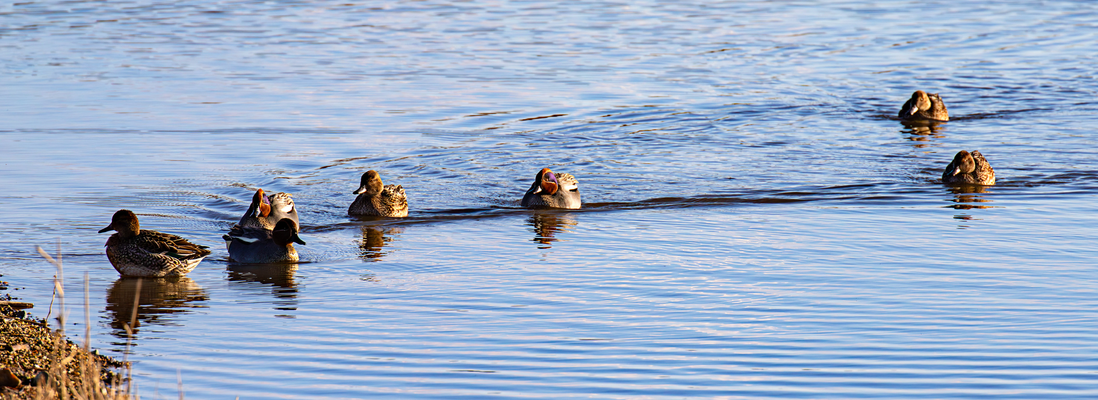 Teal at Titchfield Haven 02 January 2025