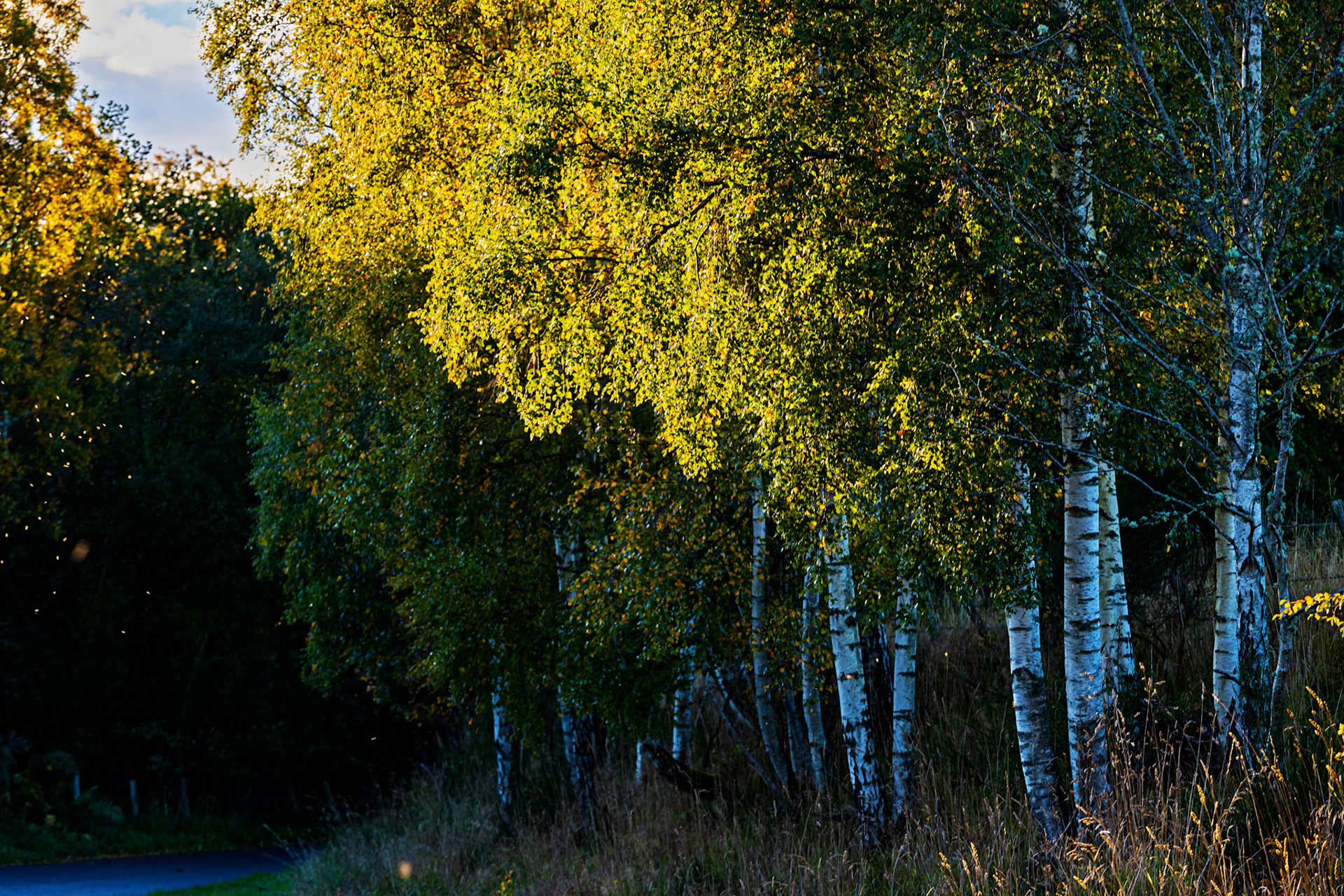 Autumn in Aberdeenshire 14 to 16 October 2022