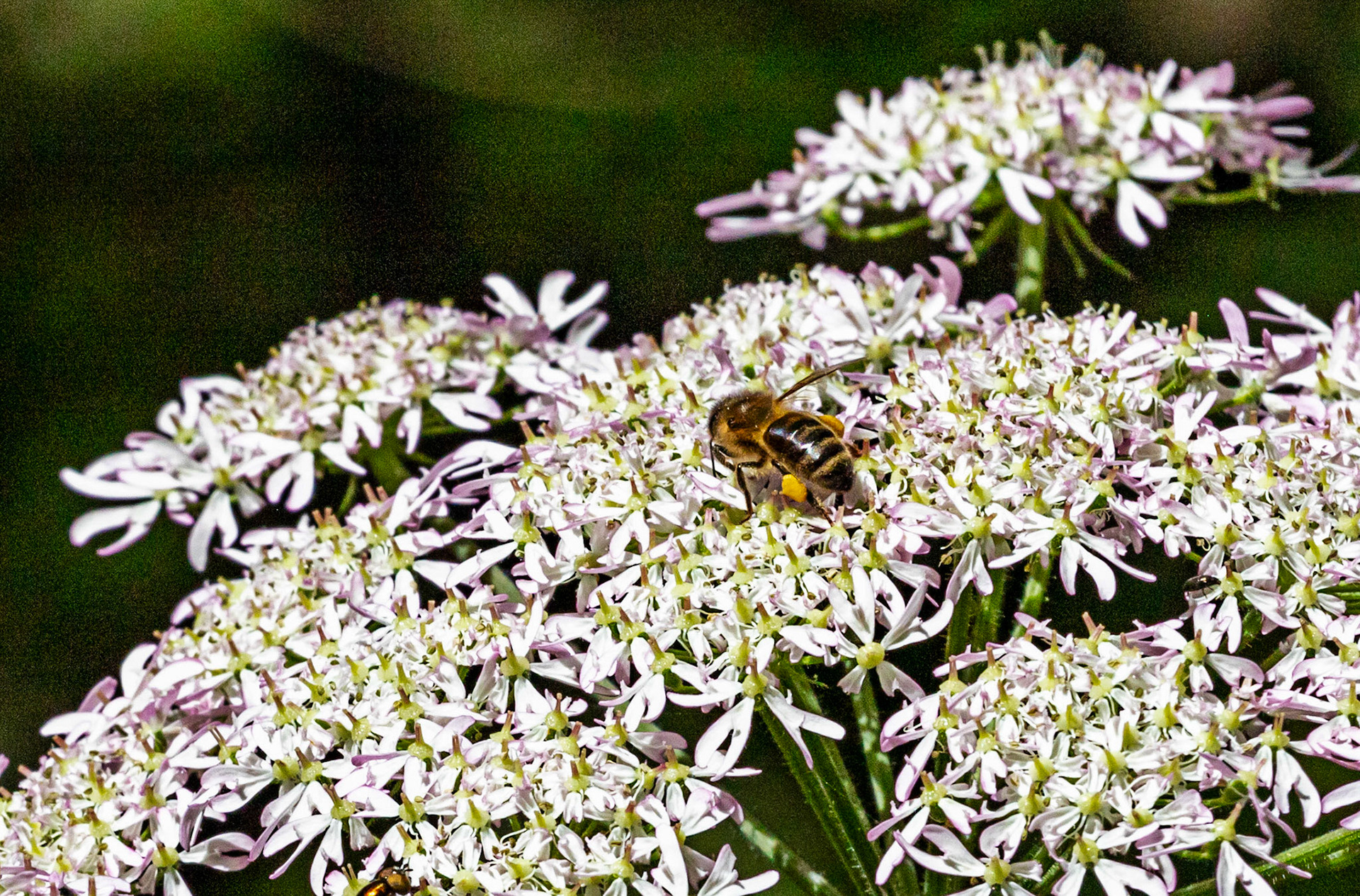 Insects in Livingston 08 July 2024