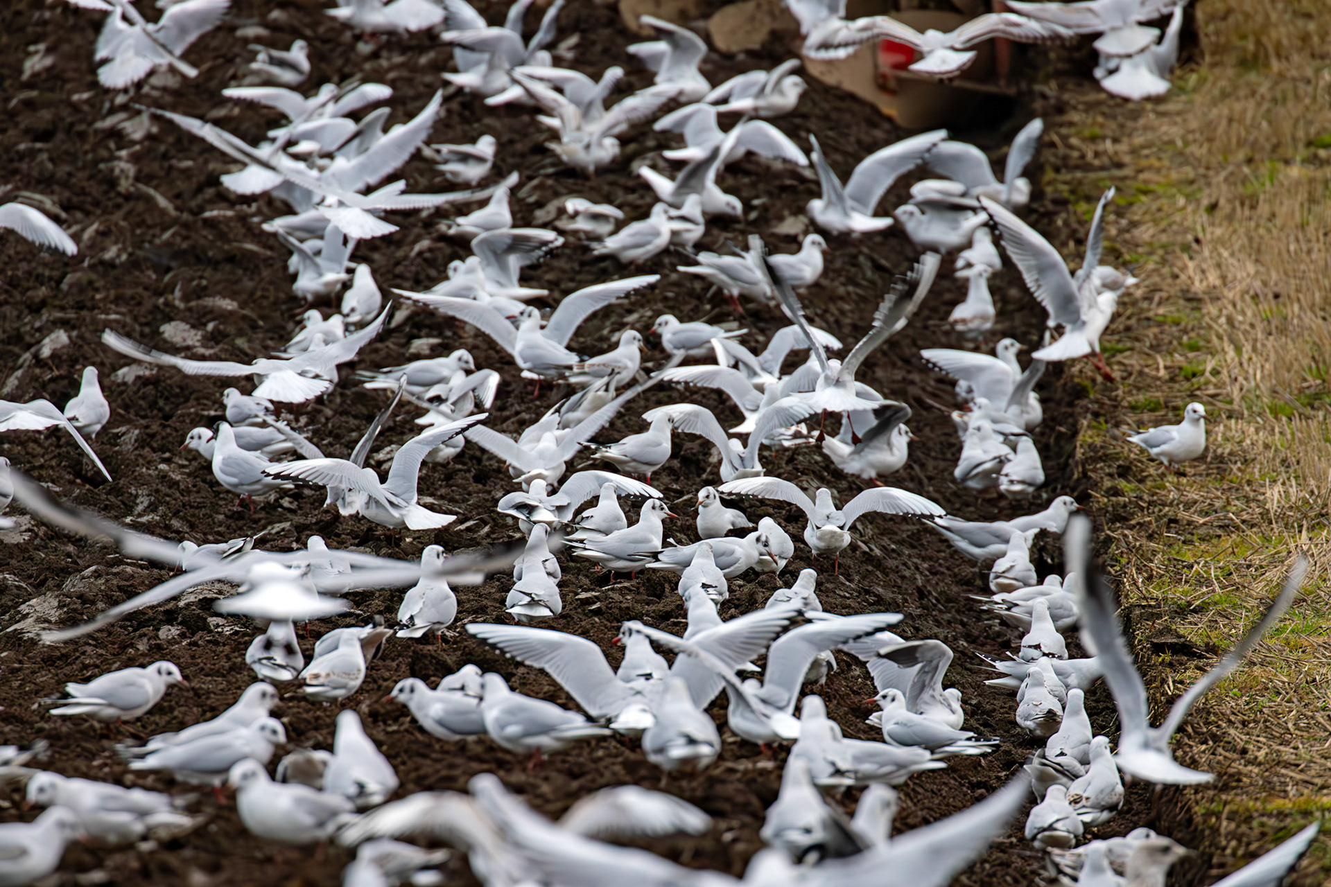 271 Black-Headed Gulls. Ploughing at Niddry Castle 04 December 2024