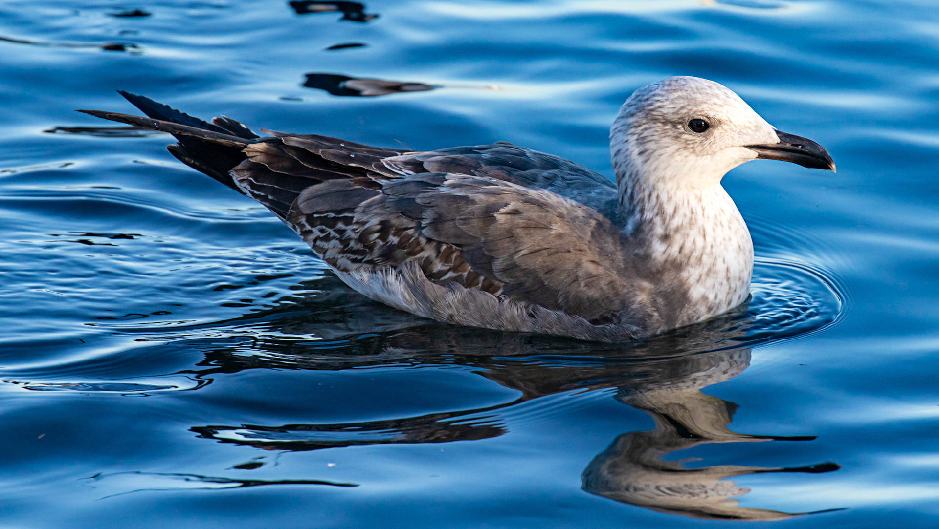 Common Gull at Hogganfield Loch 10 January 2025