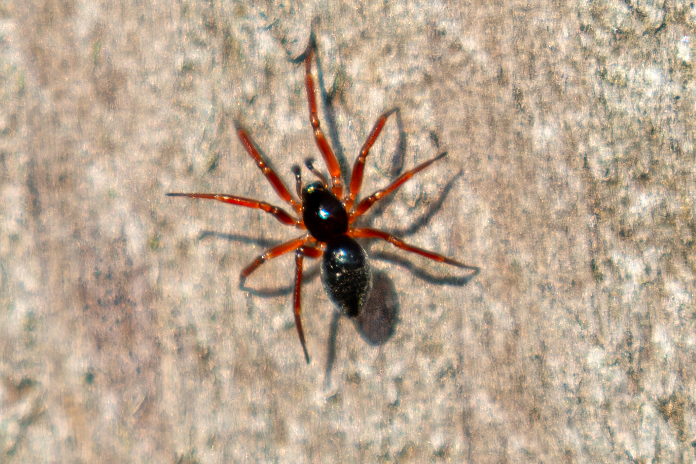 Walckenaeria nudipalpis @ Higgins Neuk 23 Oct 2024