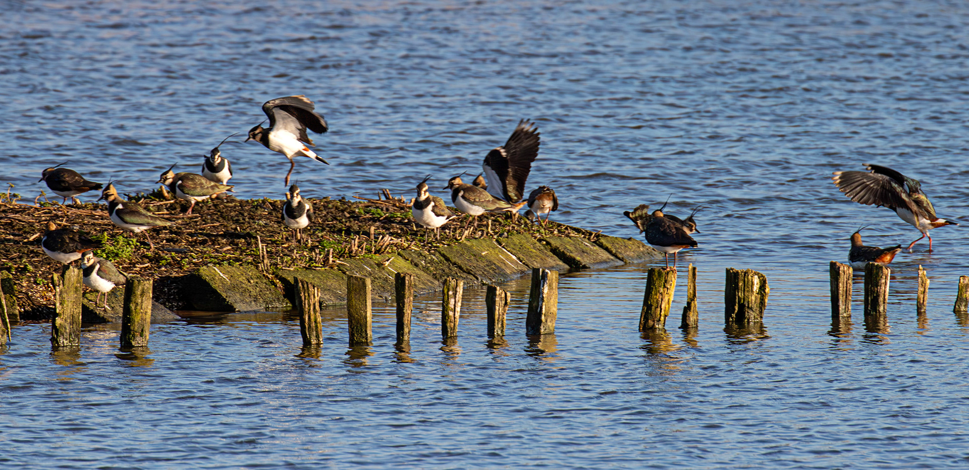 Lapwing at Titchfield Haven 02 January 2025